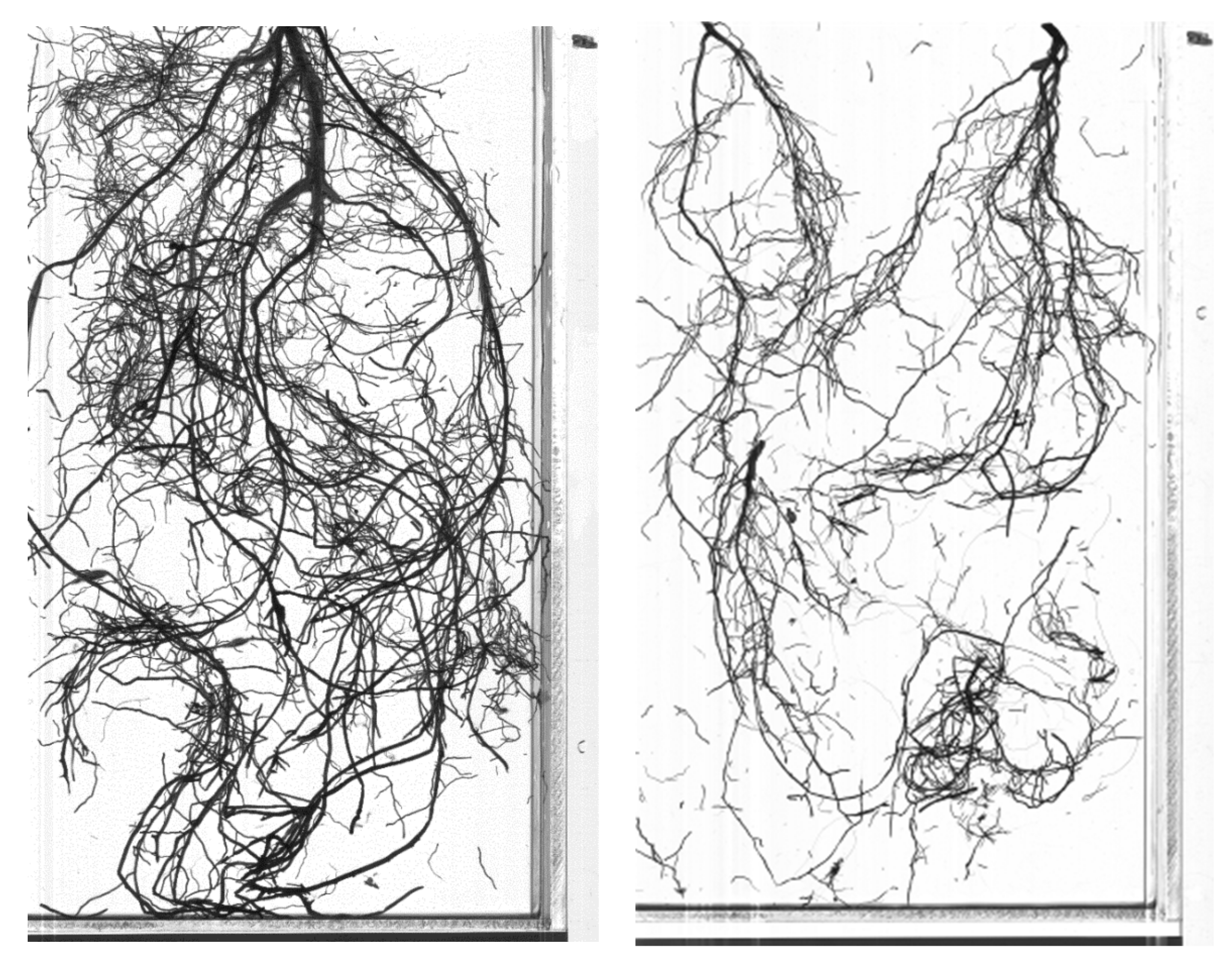 Agronomy 12 01198 g003 Agronomy 12 01198 g003