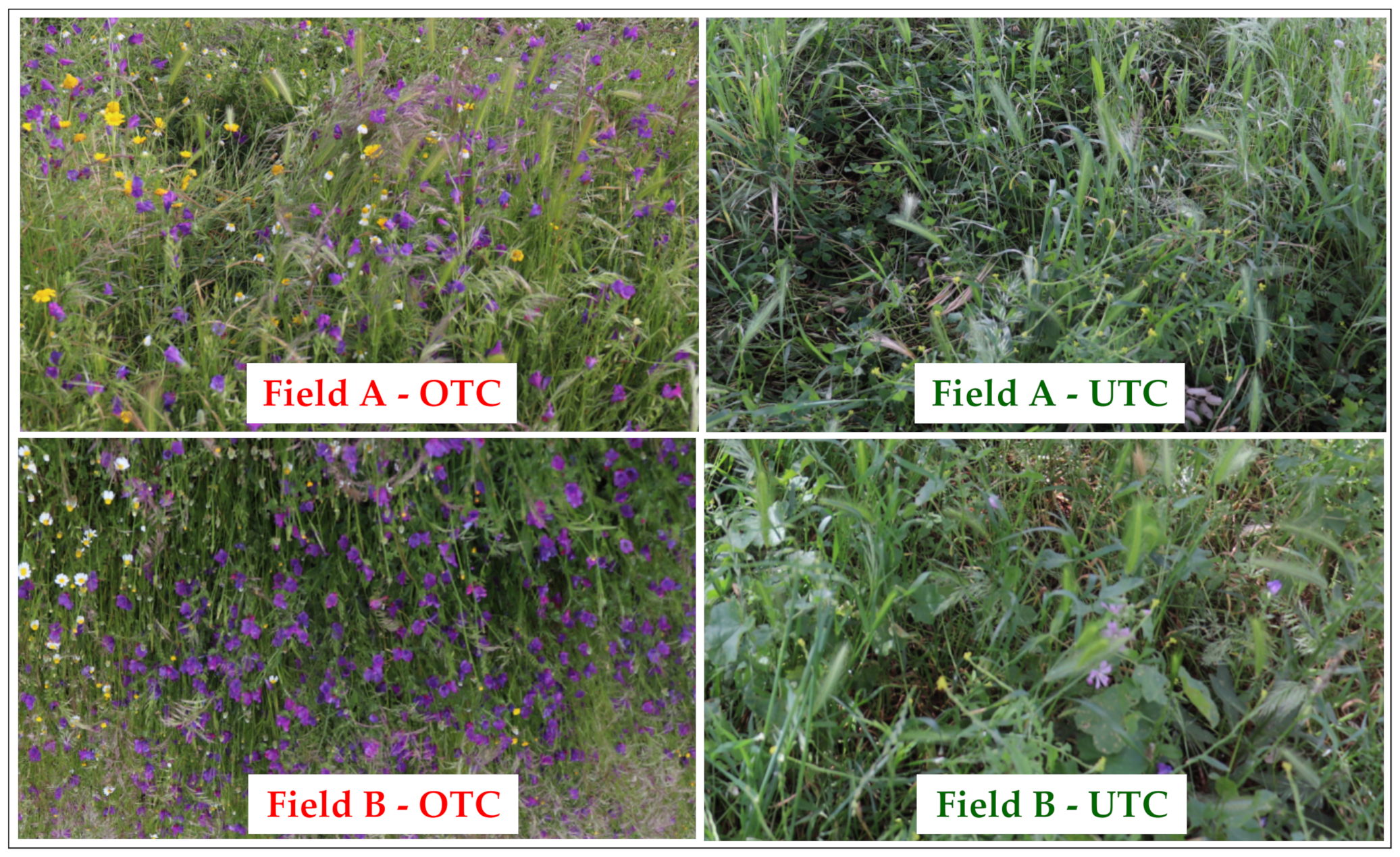 Agronomy 12 01212 g012 550