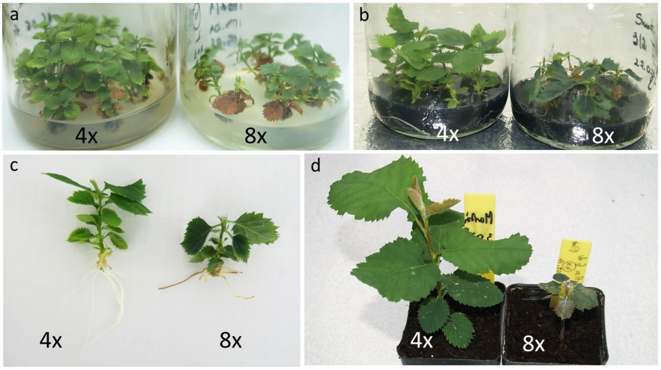 Agronomy 12 01215 g002