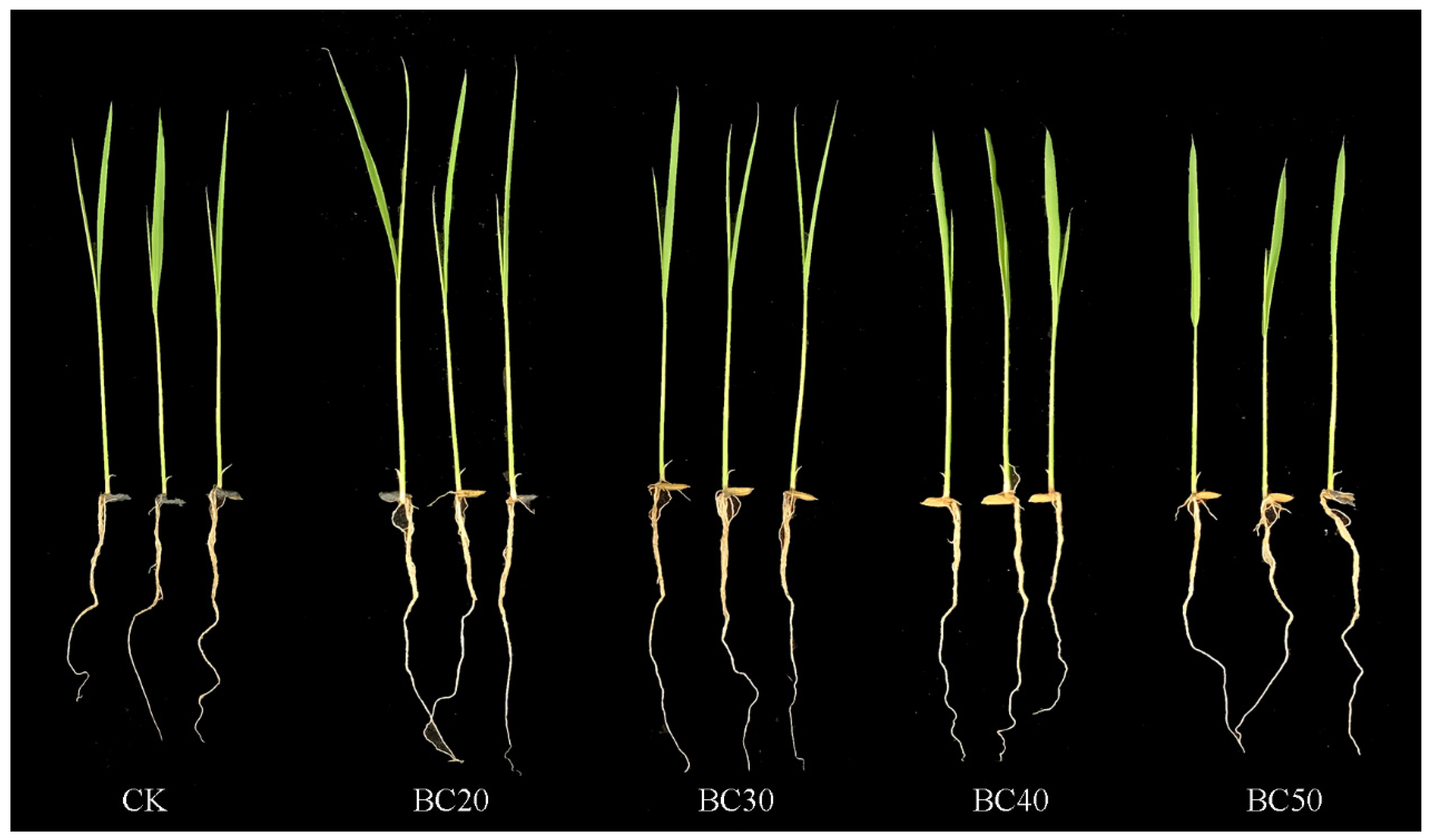 Agronomy 12 01223 g002