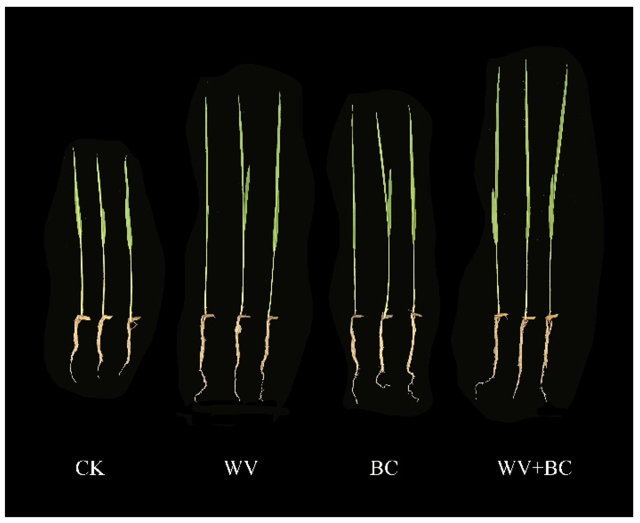 Agronomy 12 01223 g004