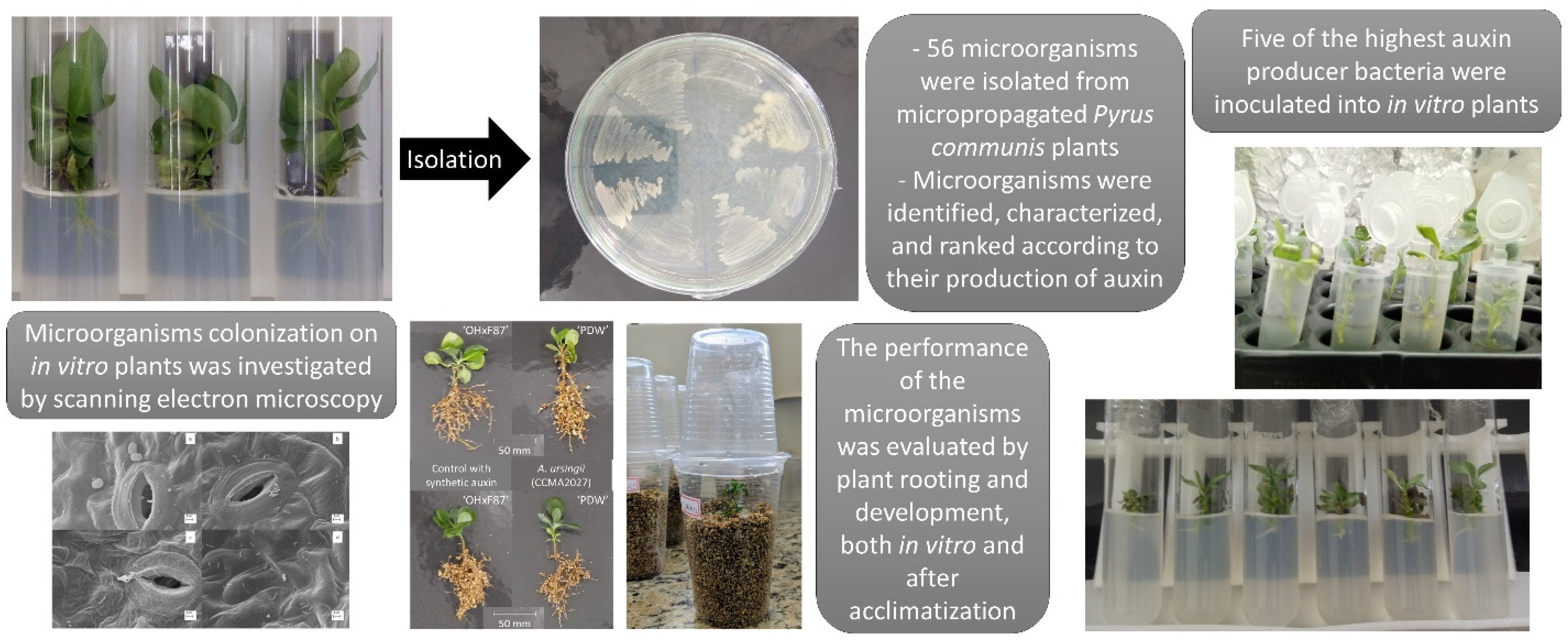 Agronomy 12 01226 g001