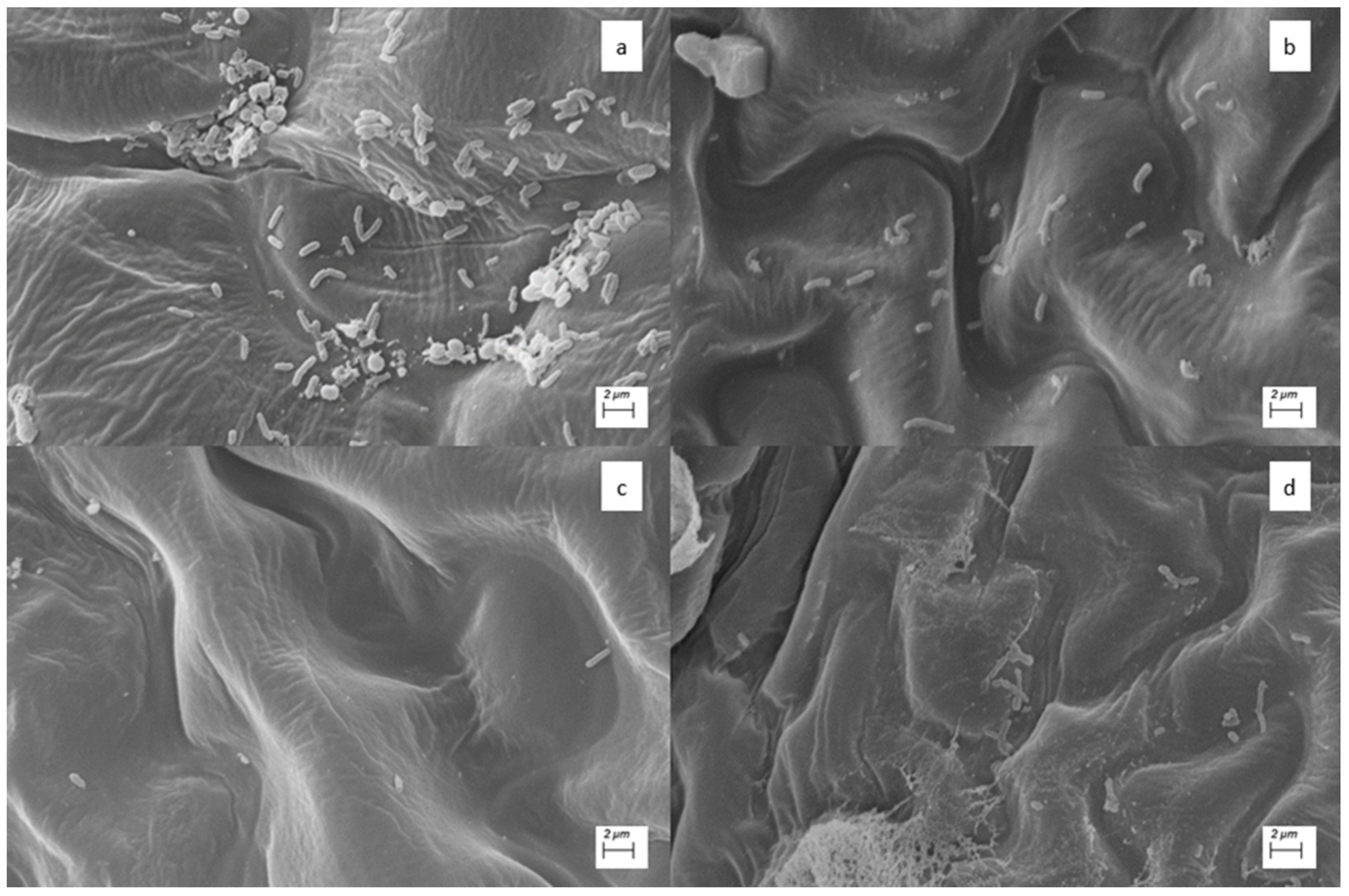 Agronomy 12 01226 g006