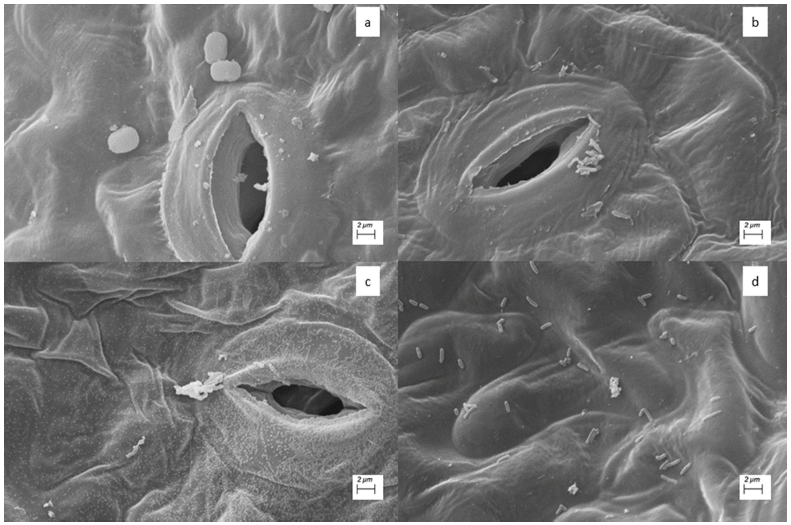 Agronomy 12 01226 g007
