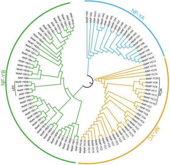 Genome-Wide Identification and Analysis of the NF-Y