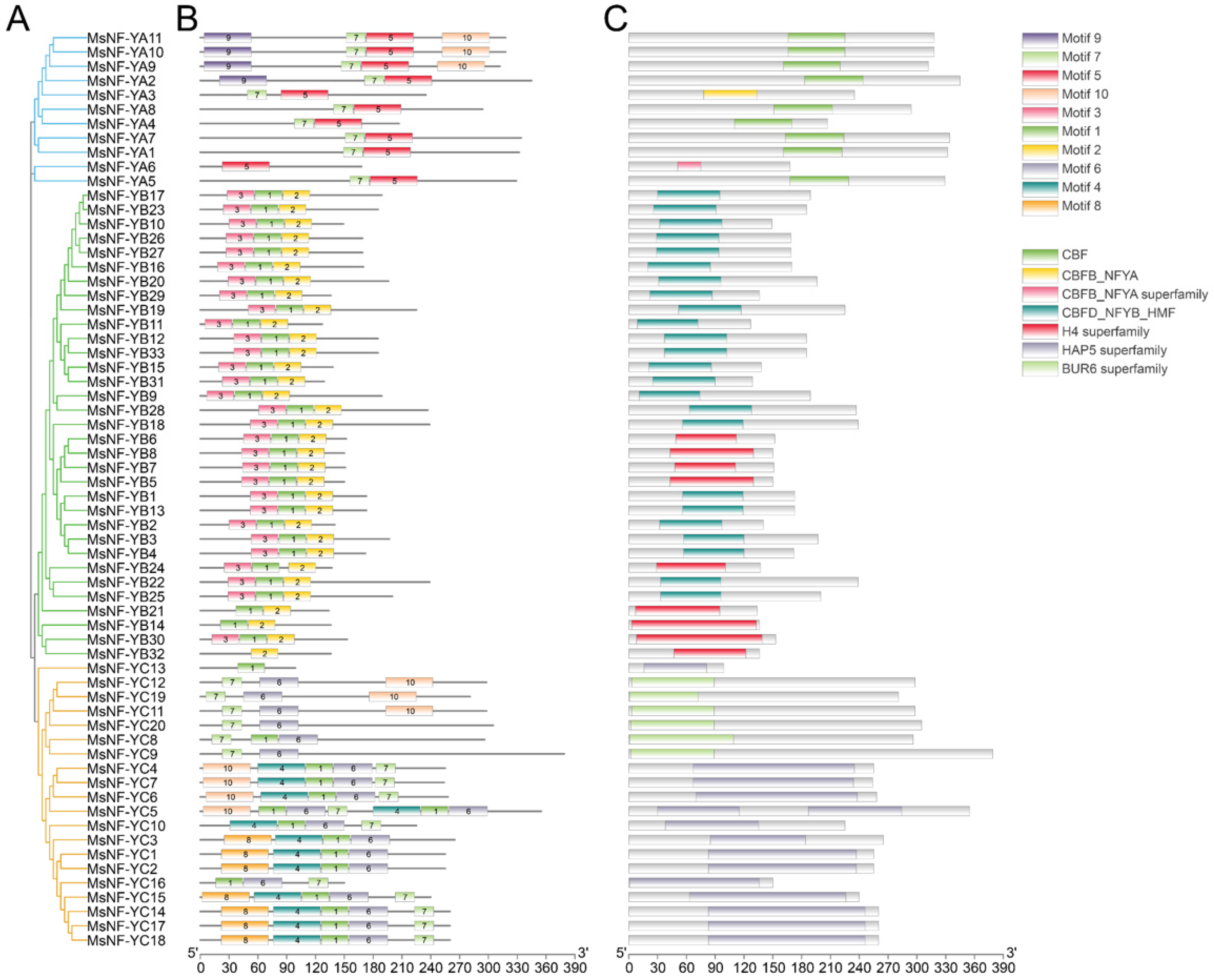 Genome-Wide Identification and Analysis of the NF-Y