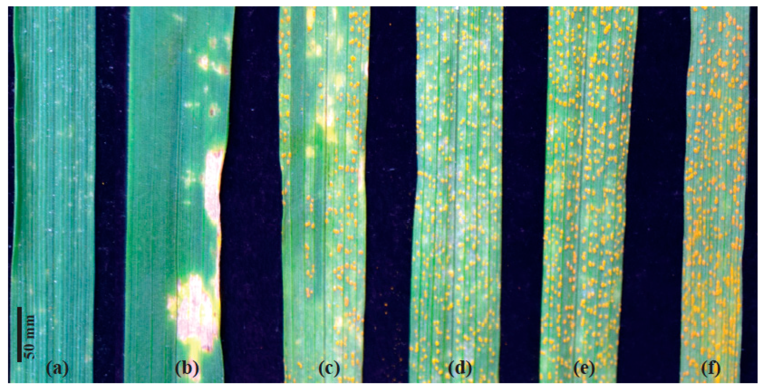 Agronomy 12 01239 g002 Agronomy 12 01239 g002