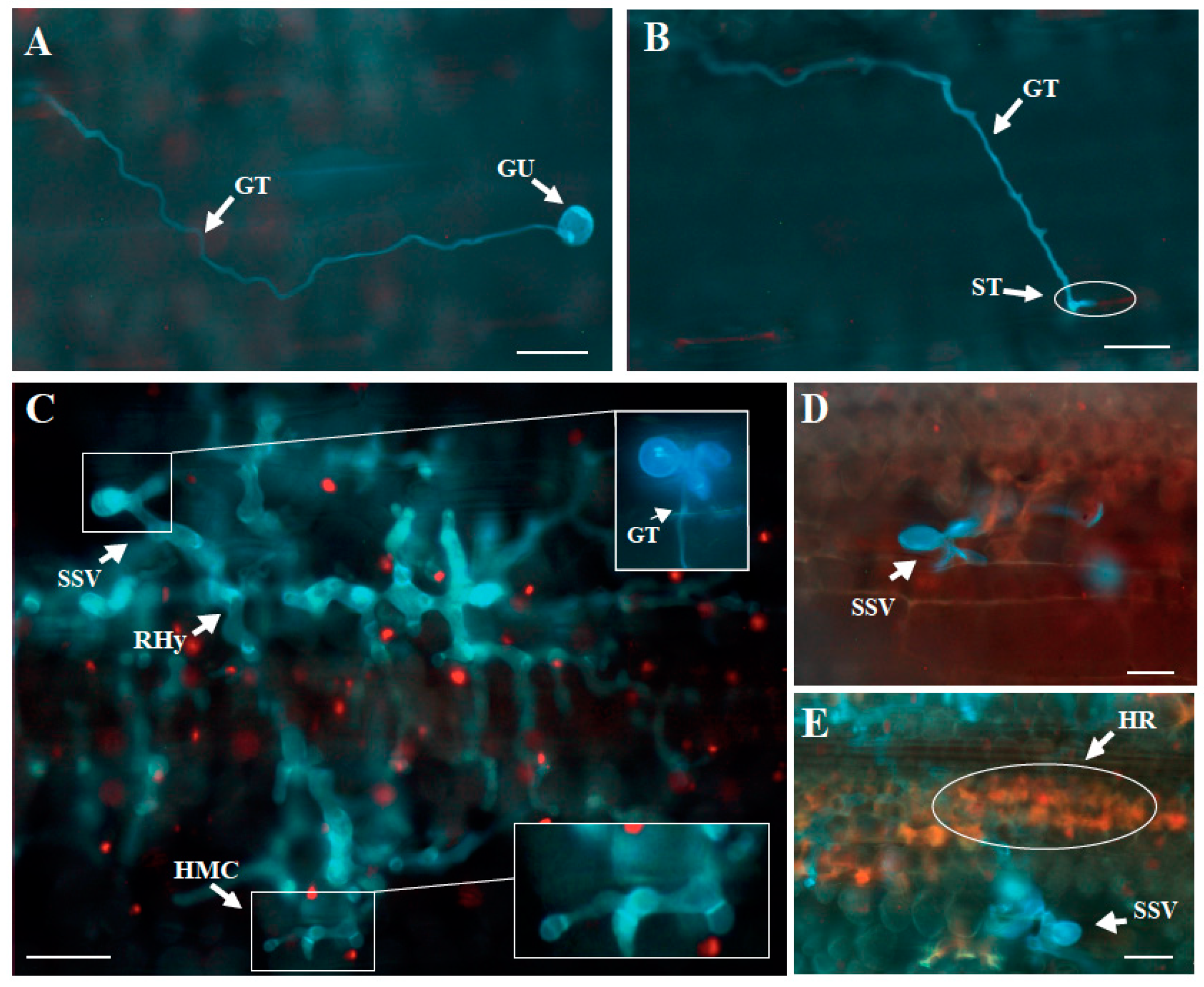 Agronomy 12 01239 g003 Agronomy 12 01239 g003
