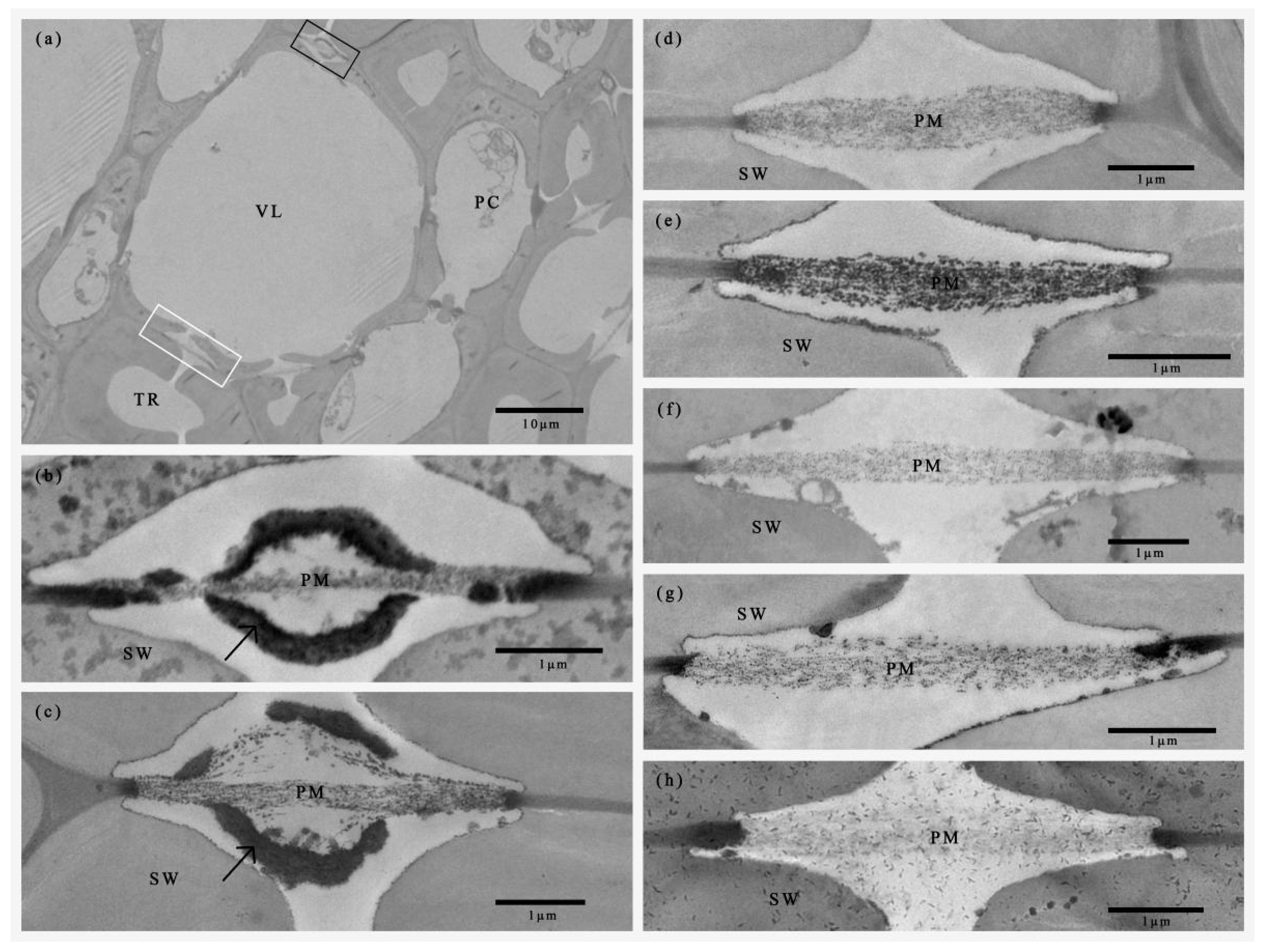 Agronomy 12 01244 g003