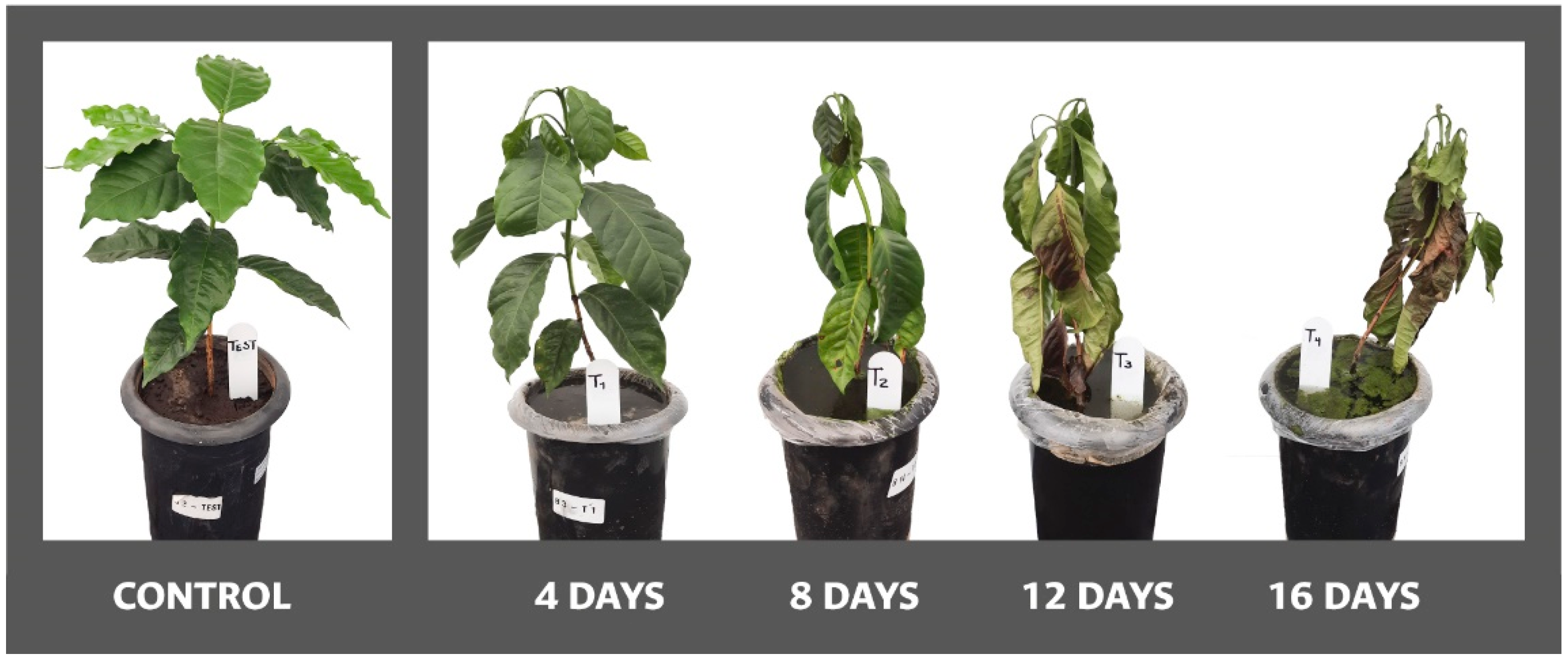 Agronomy 12 01270 g003