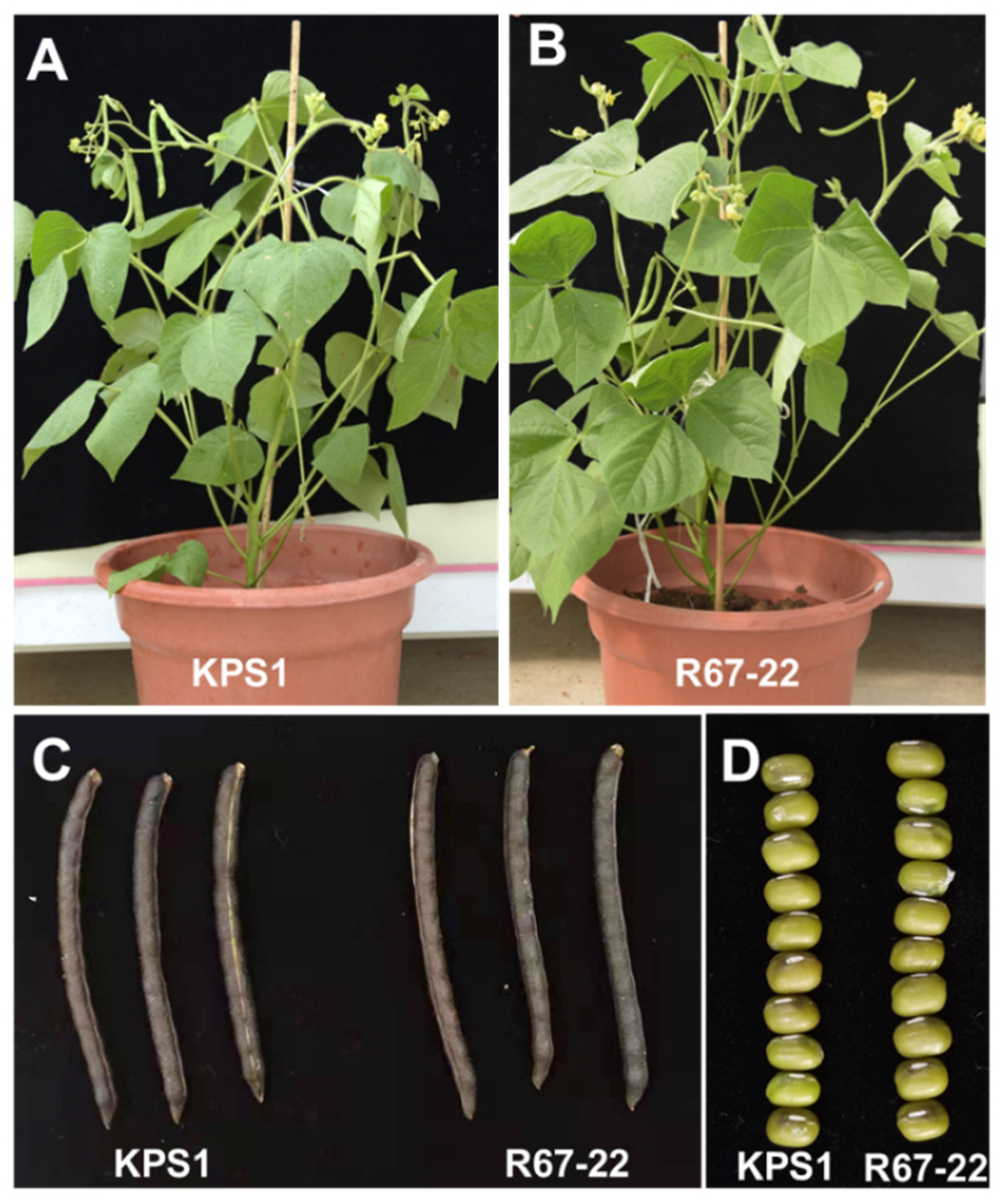 Agronomy 12 01271 g004