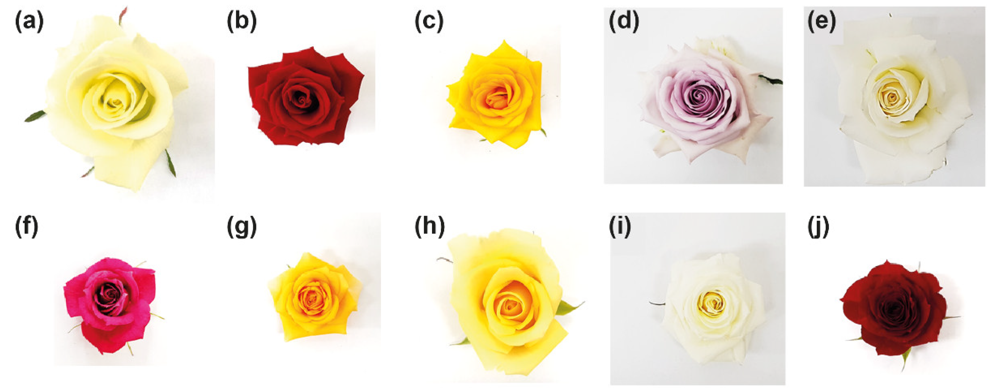 Agronomy 12 01285 g001 Agronomy 12 01285 g001