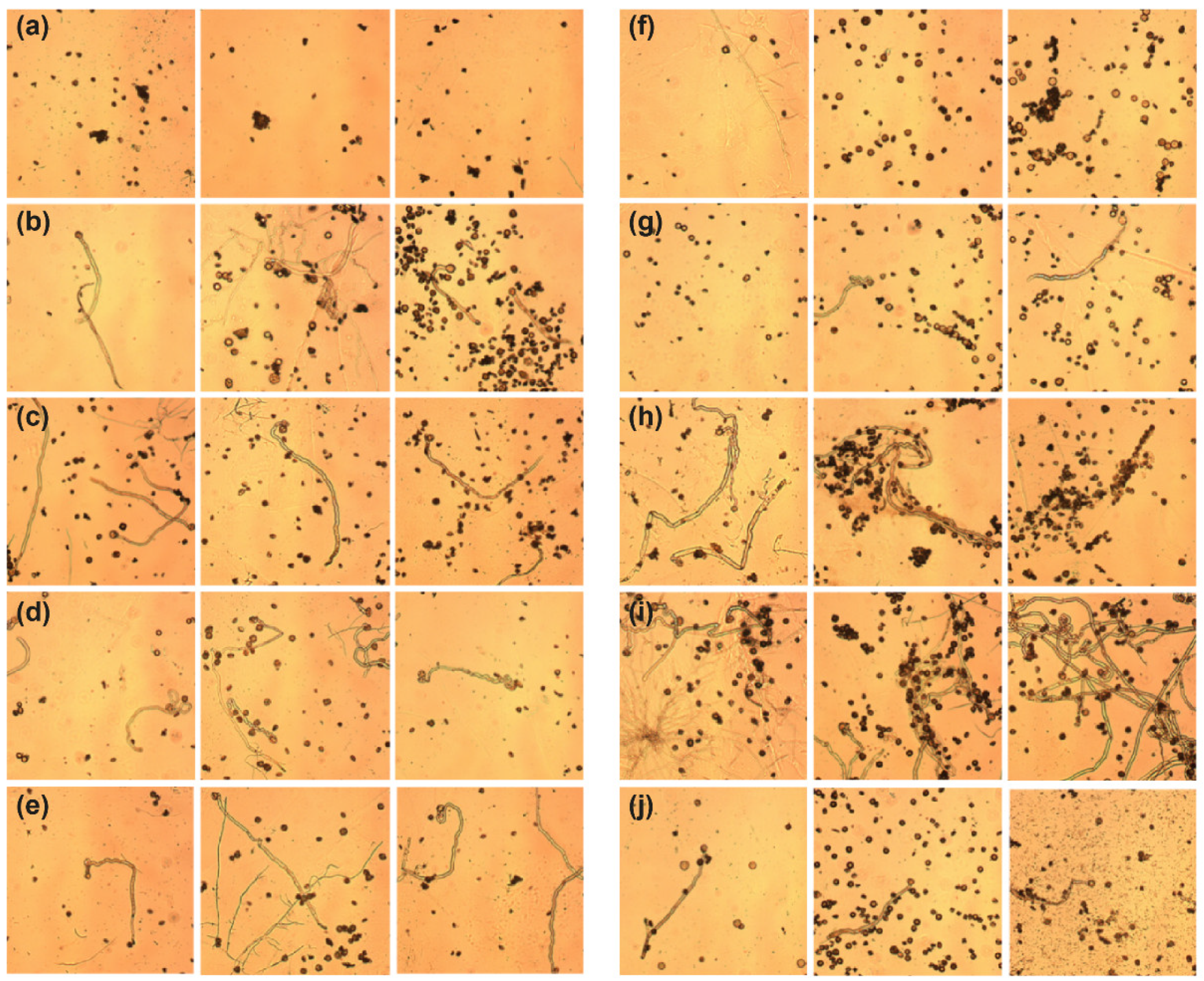 Agronomy 12 01285 g004 Agronomy 12 01285 g004