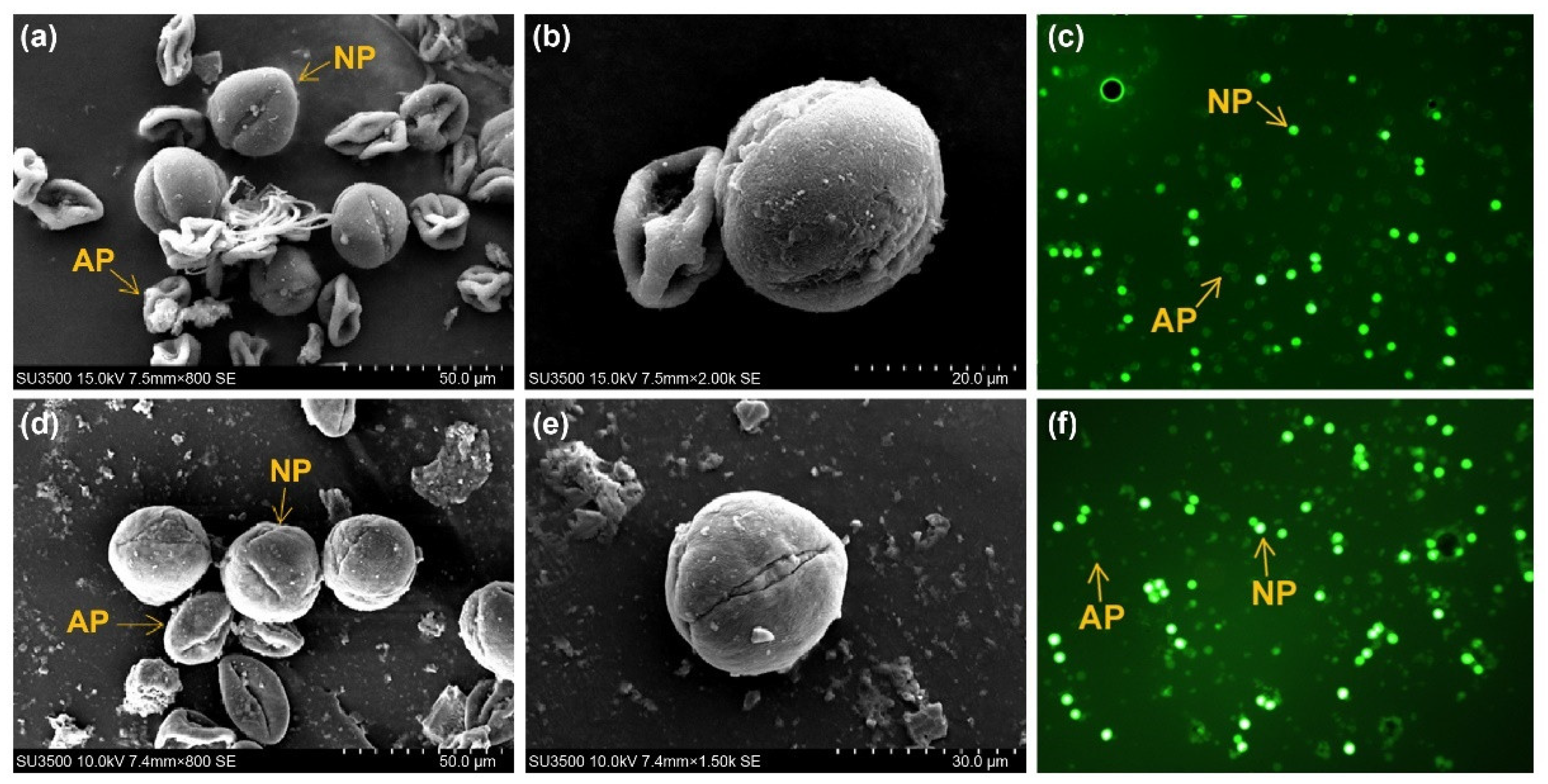 Agronomy 12 01285 g005 Agronomy 12 01285 g005