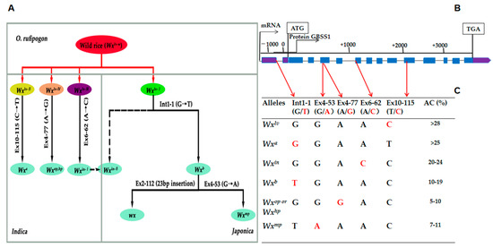 Development of the PARMS Markers of the Waxy Gene and Utilization