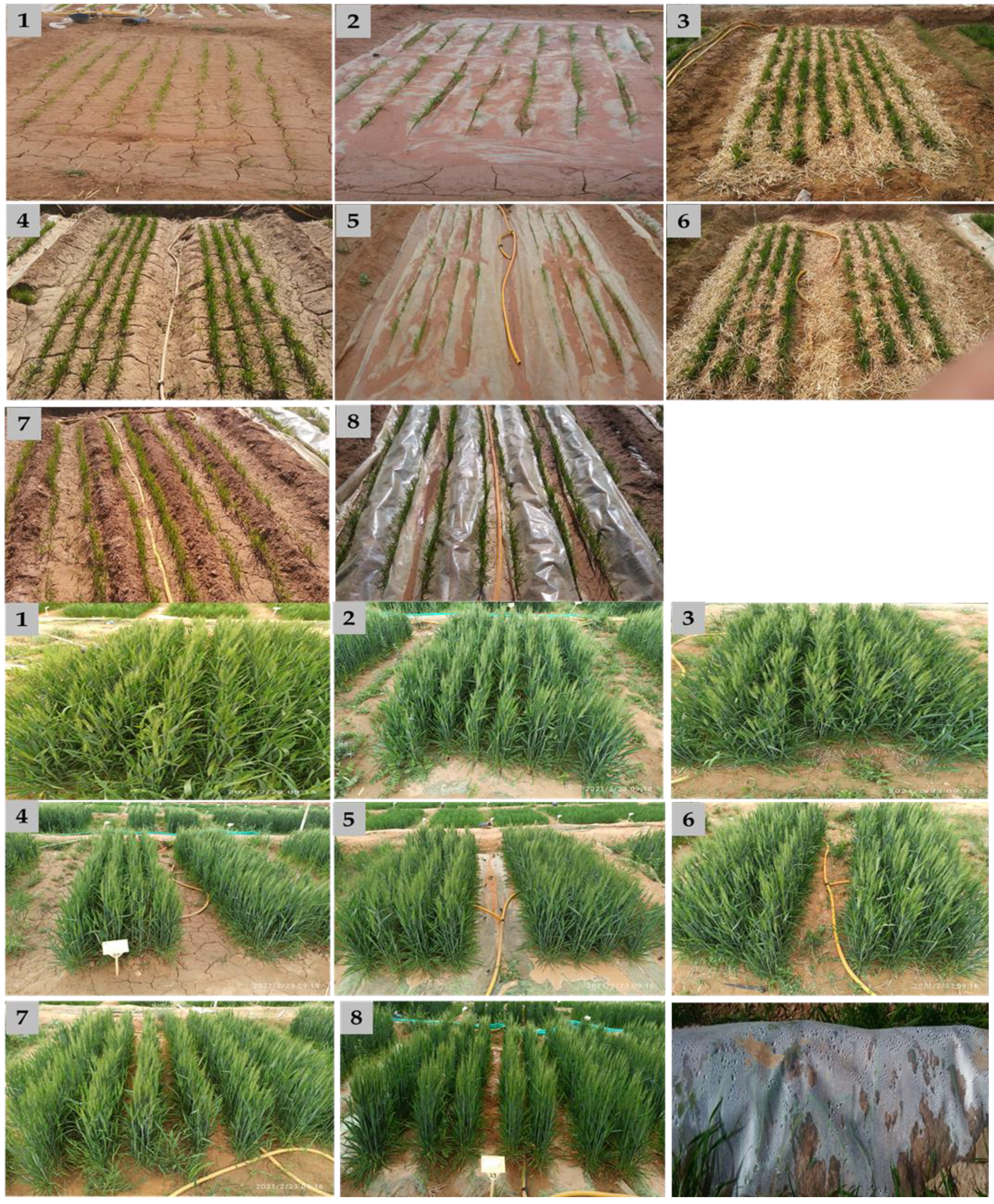 Agronomy 12 01298 g002 Agronomy 12 01298 g002