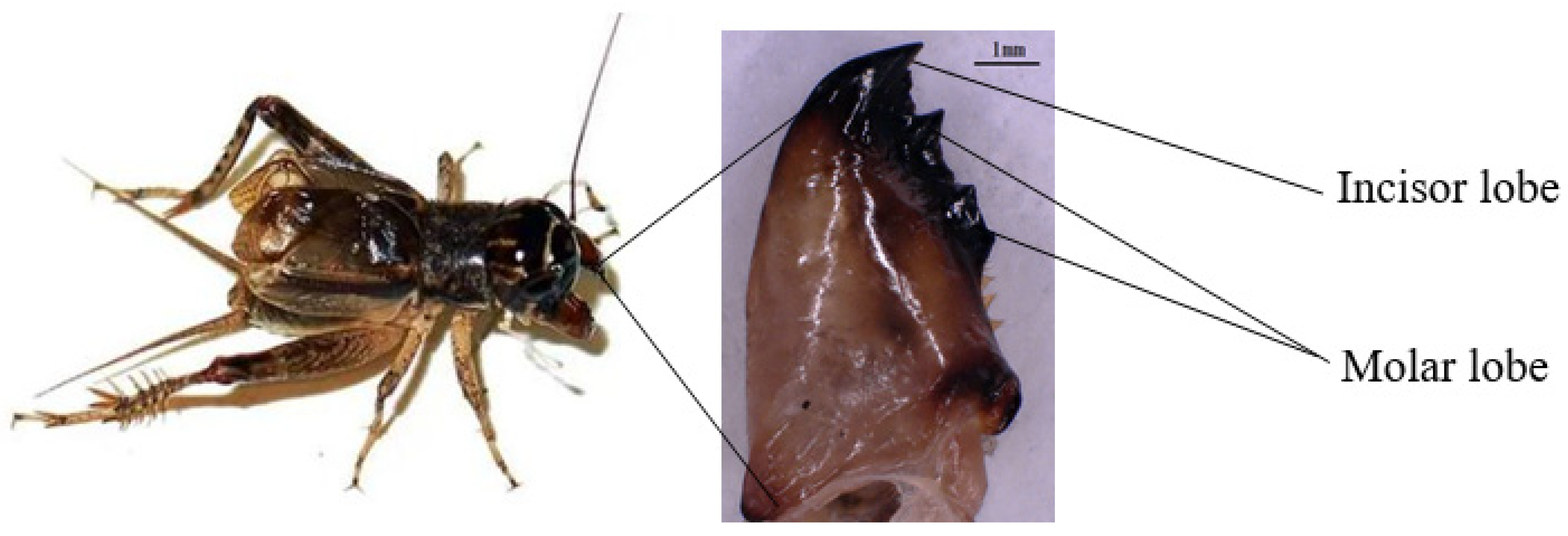 Agronomy 12 01309 g001 550