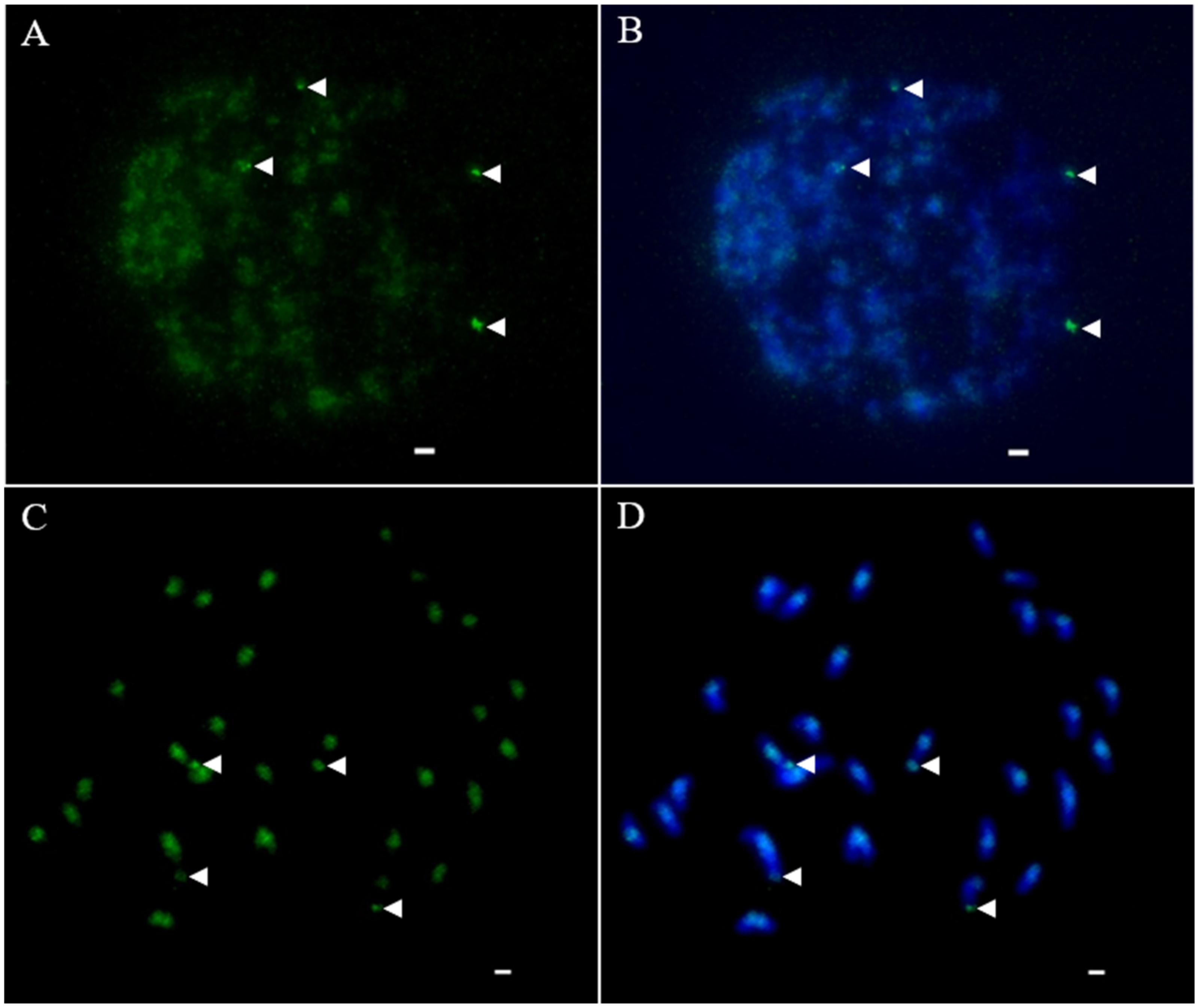 Agronomy 12 01312 g004 550
