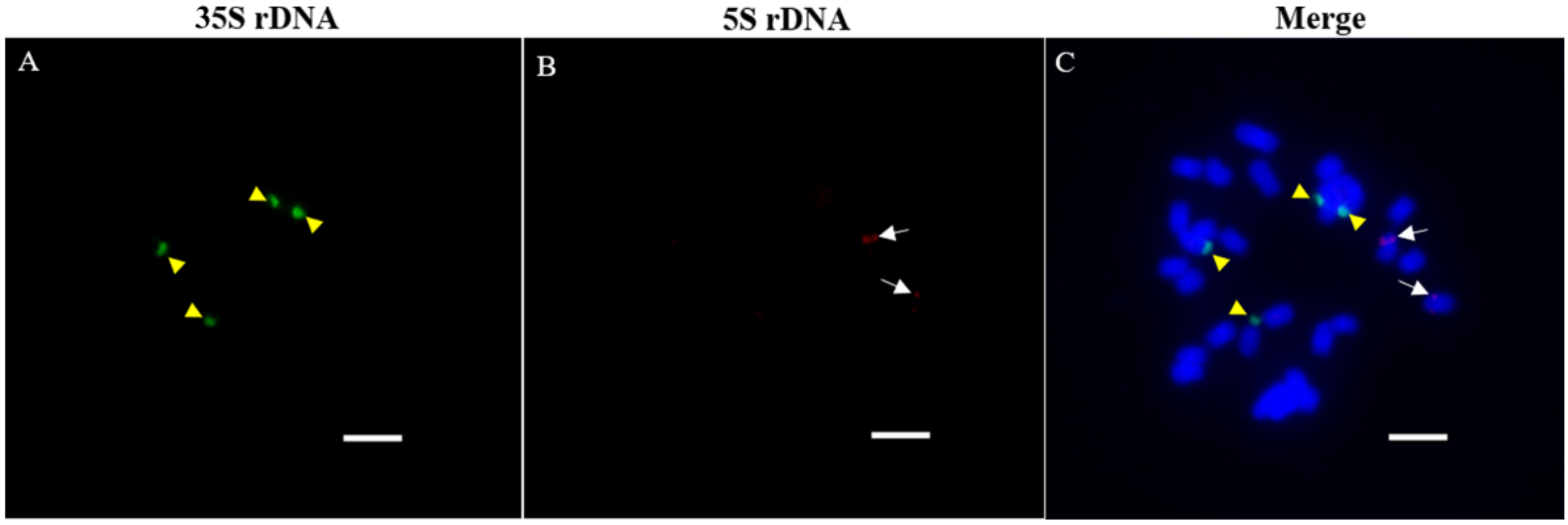Agronomy 12 01312 g006 550
