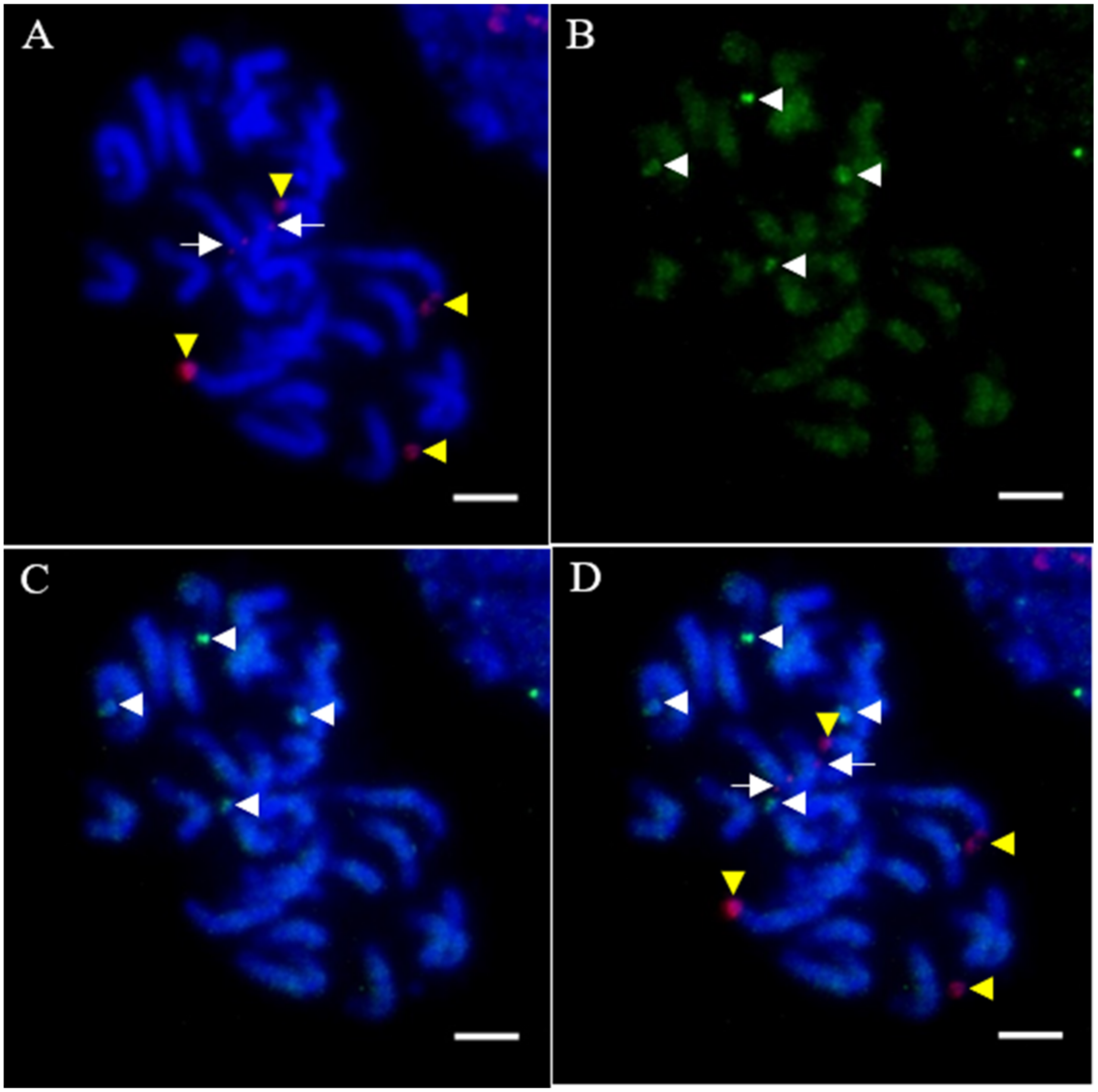 Agronomy 12 01312 g007 550