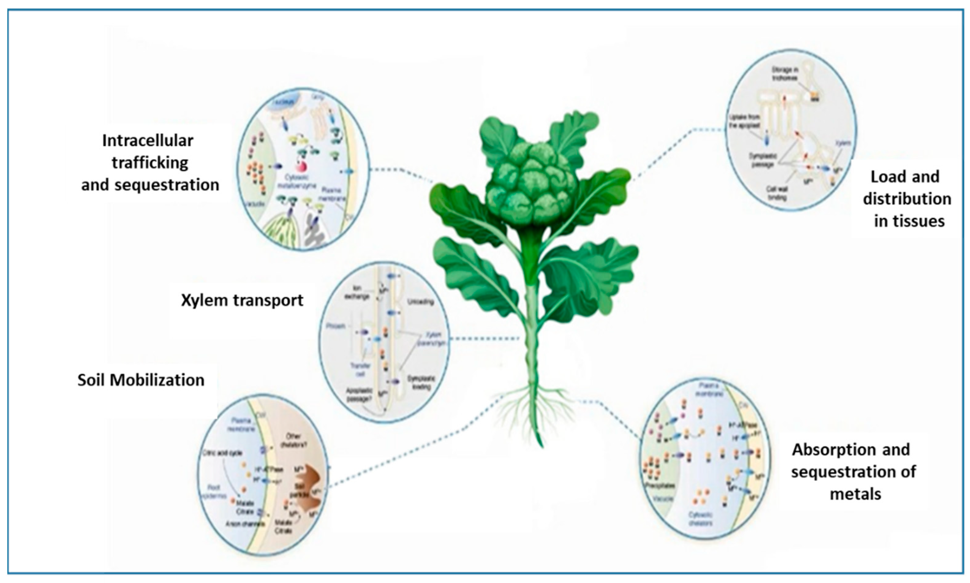 Agronomy 12 01327 g001