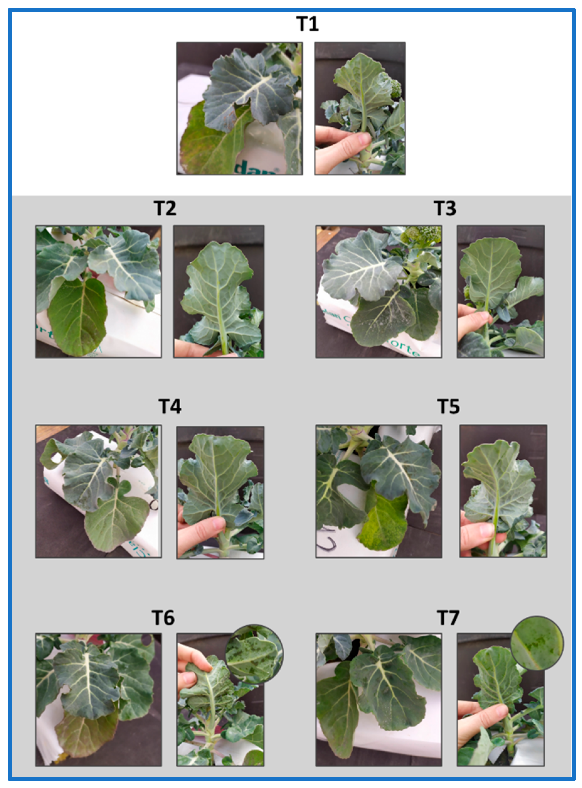 Agronomy 12 01327 g003