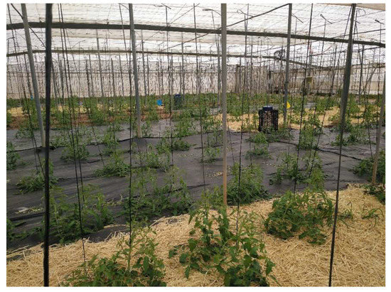 Alternative Mulches for Sustainable Greenhouse Tomato Production