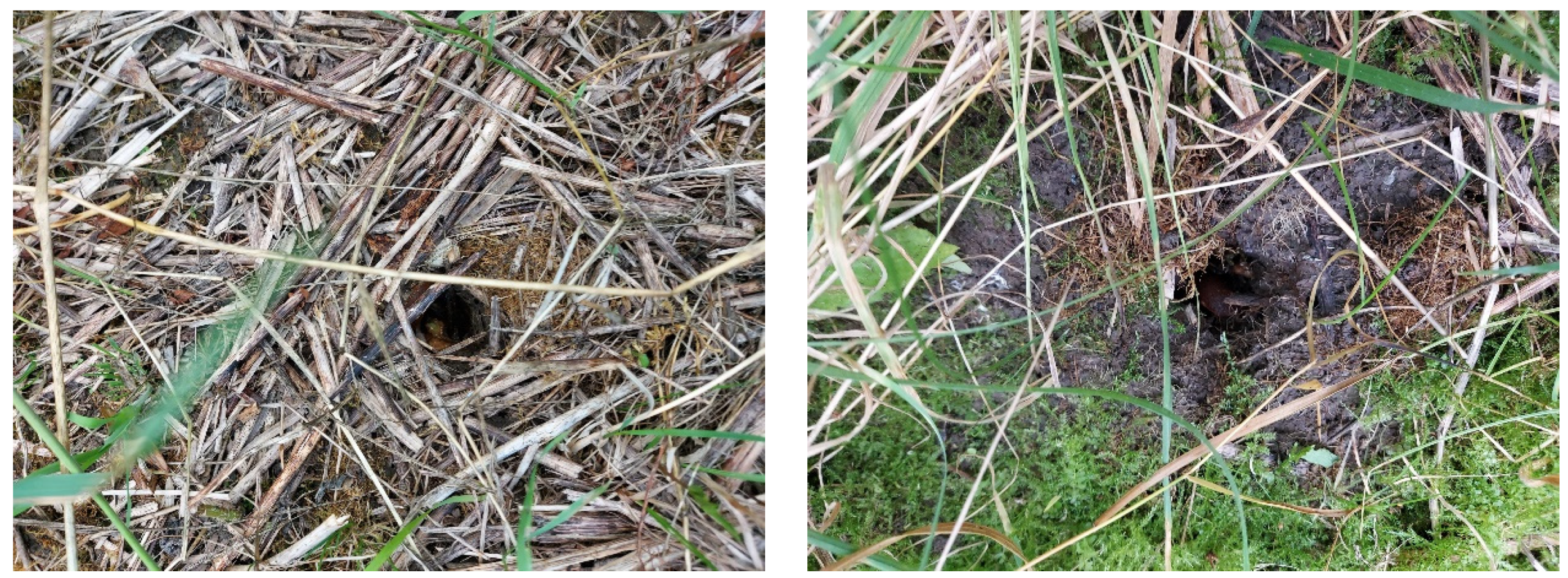 Agronomy 12 01335 g008 550