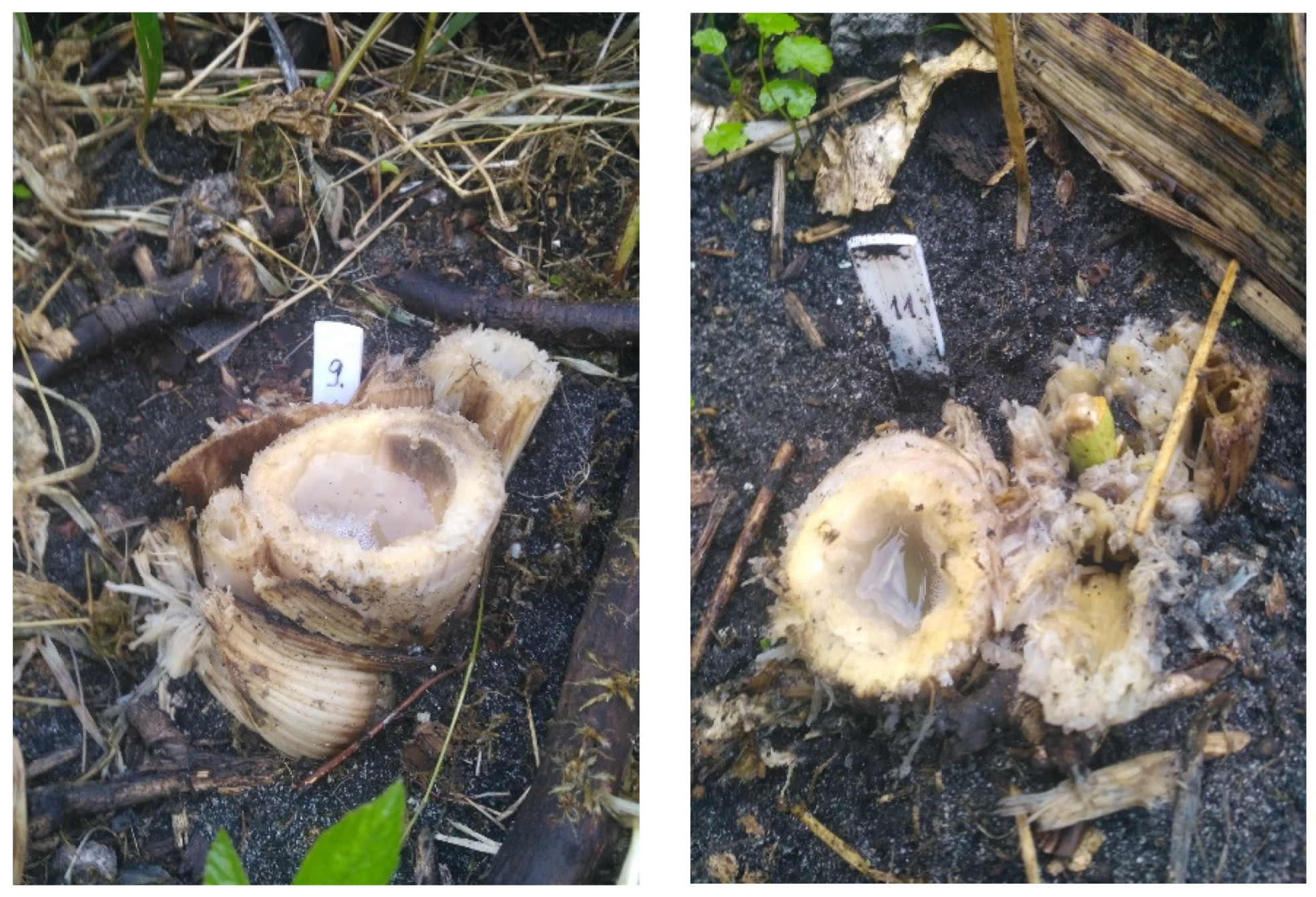 Agronomy 12 01335 g011 550