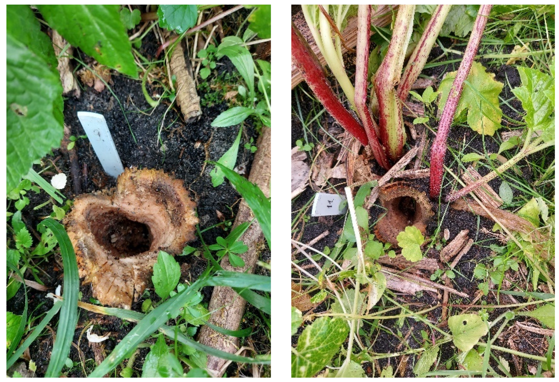 Agronomy 12 01335 g012 550