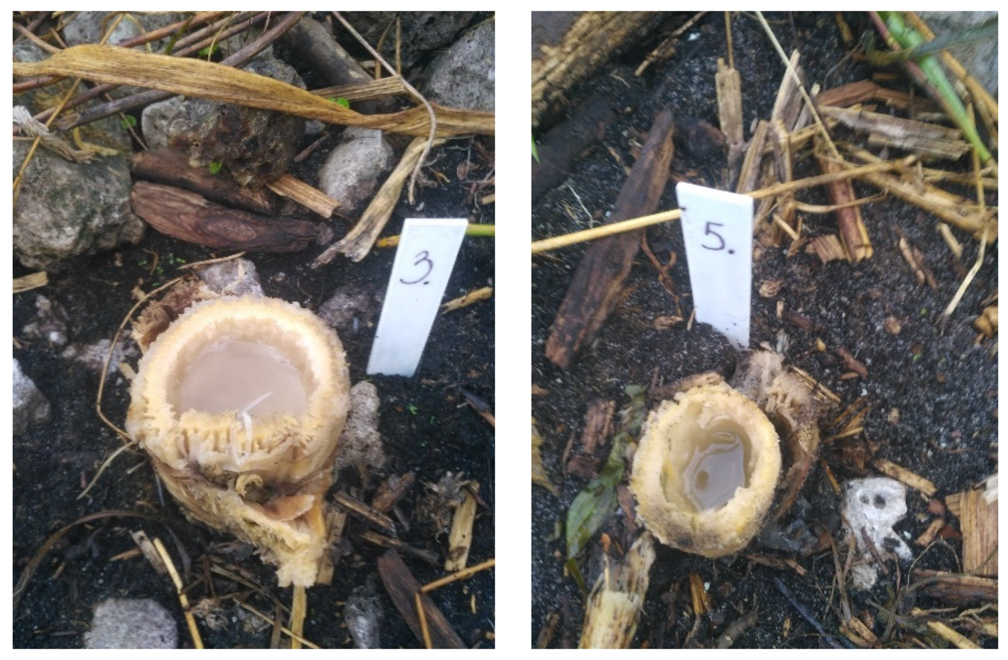 Agronomy 12 01335 g013 550