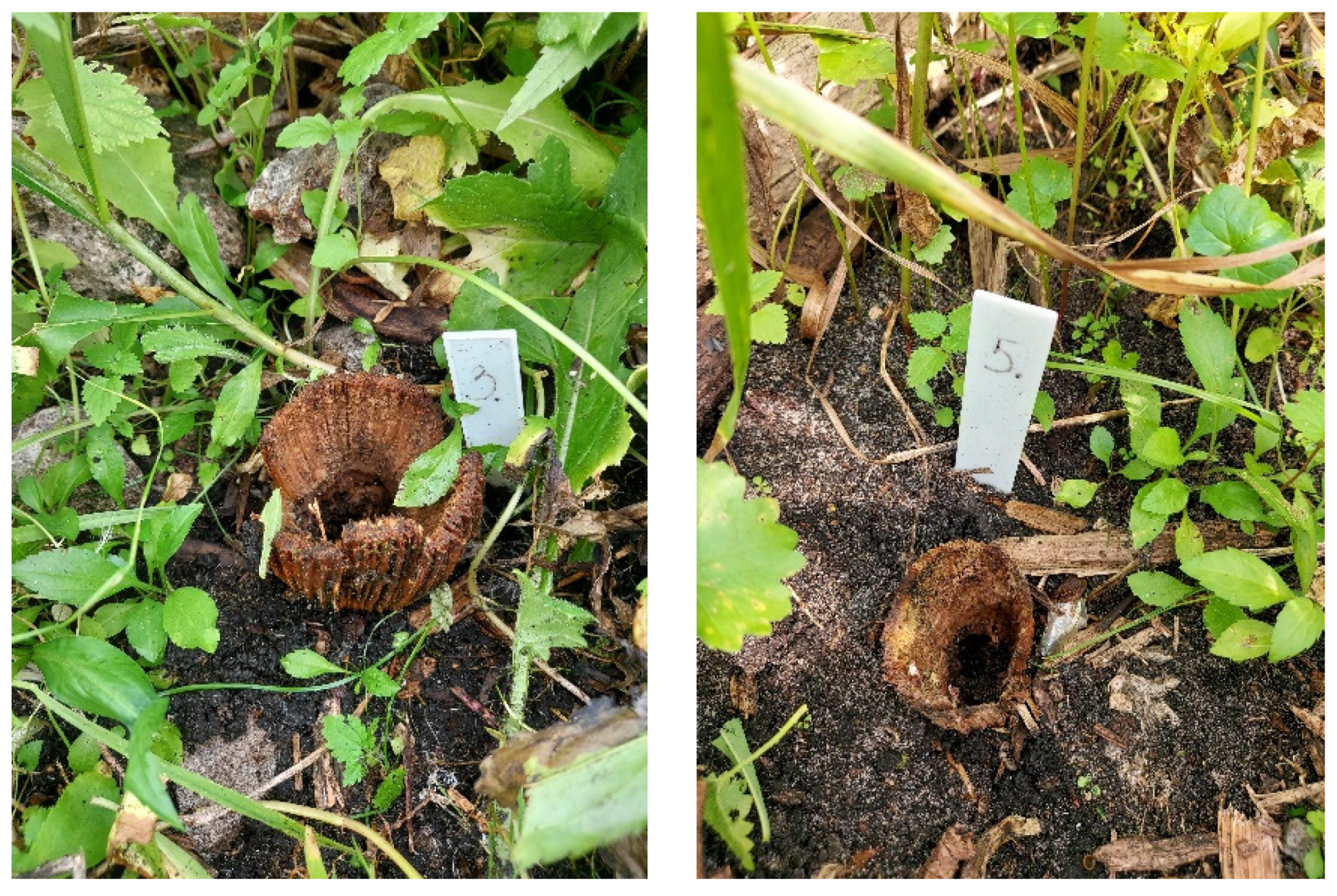 Agronomy 12 01335 g014 550