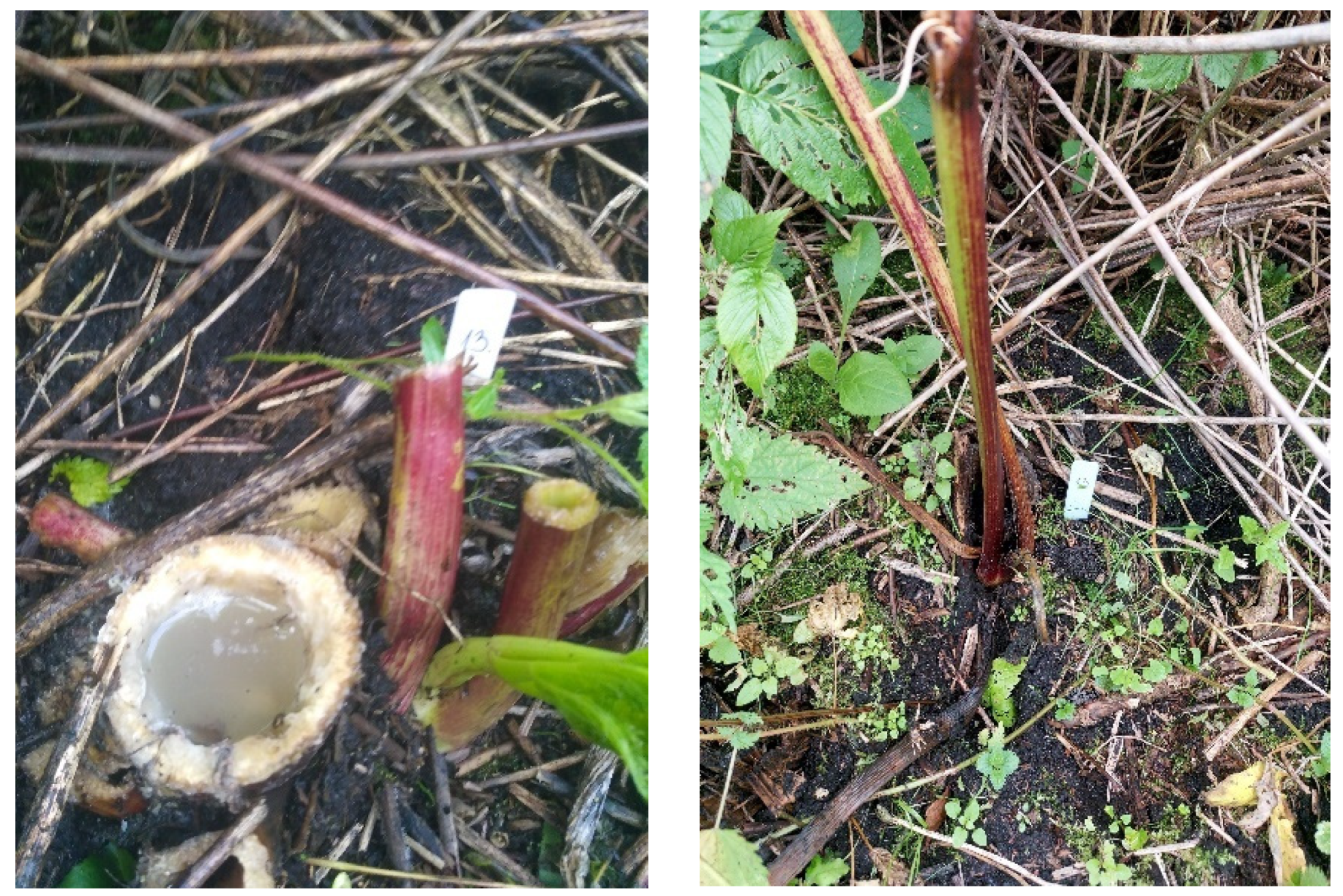 Agronomy 12 01335 g015 550