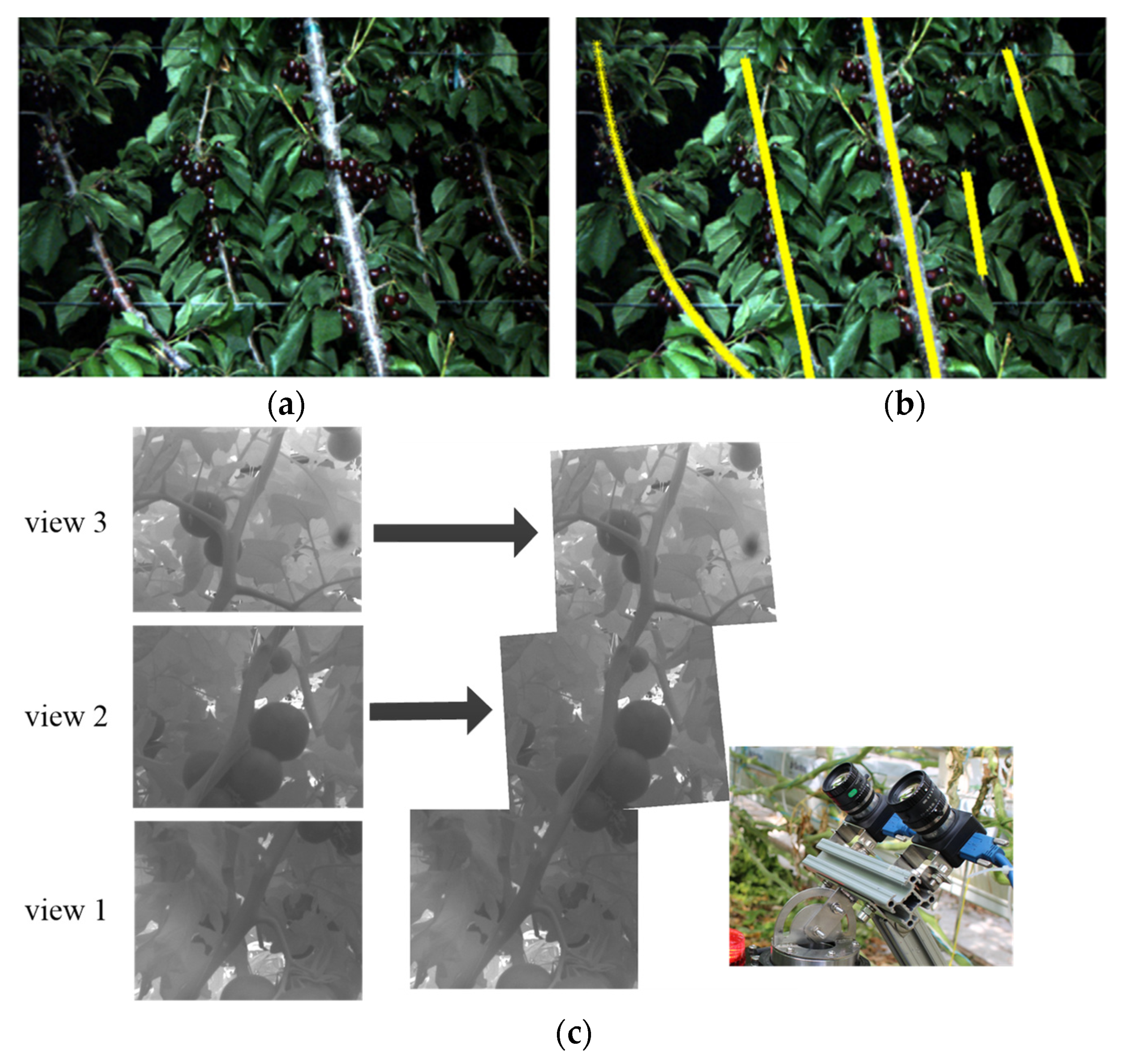 Agronomy 12 01336 g012 550