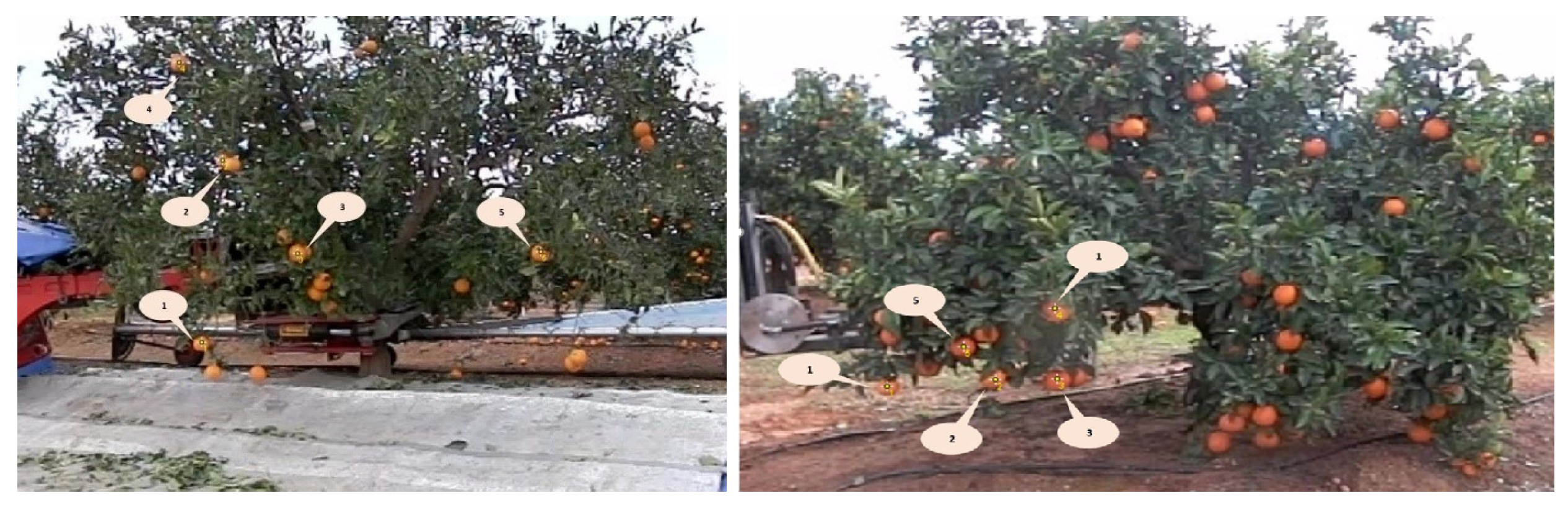 Agronomy 12 01337 g002