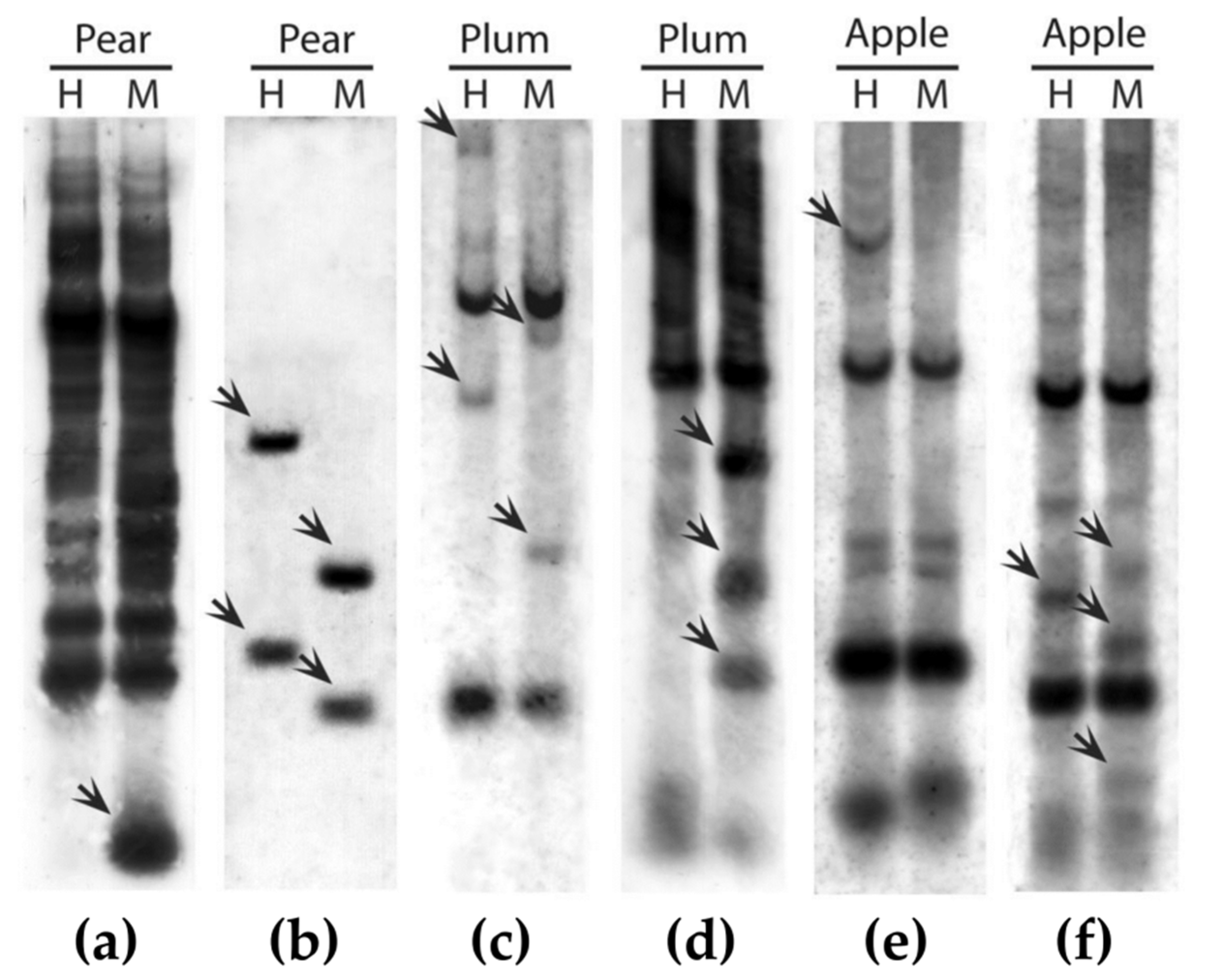 Agronomy 12 01347 g002 550