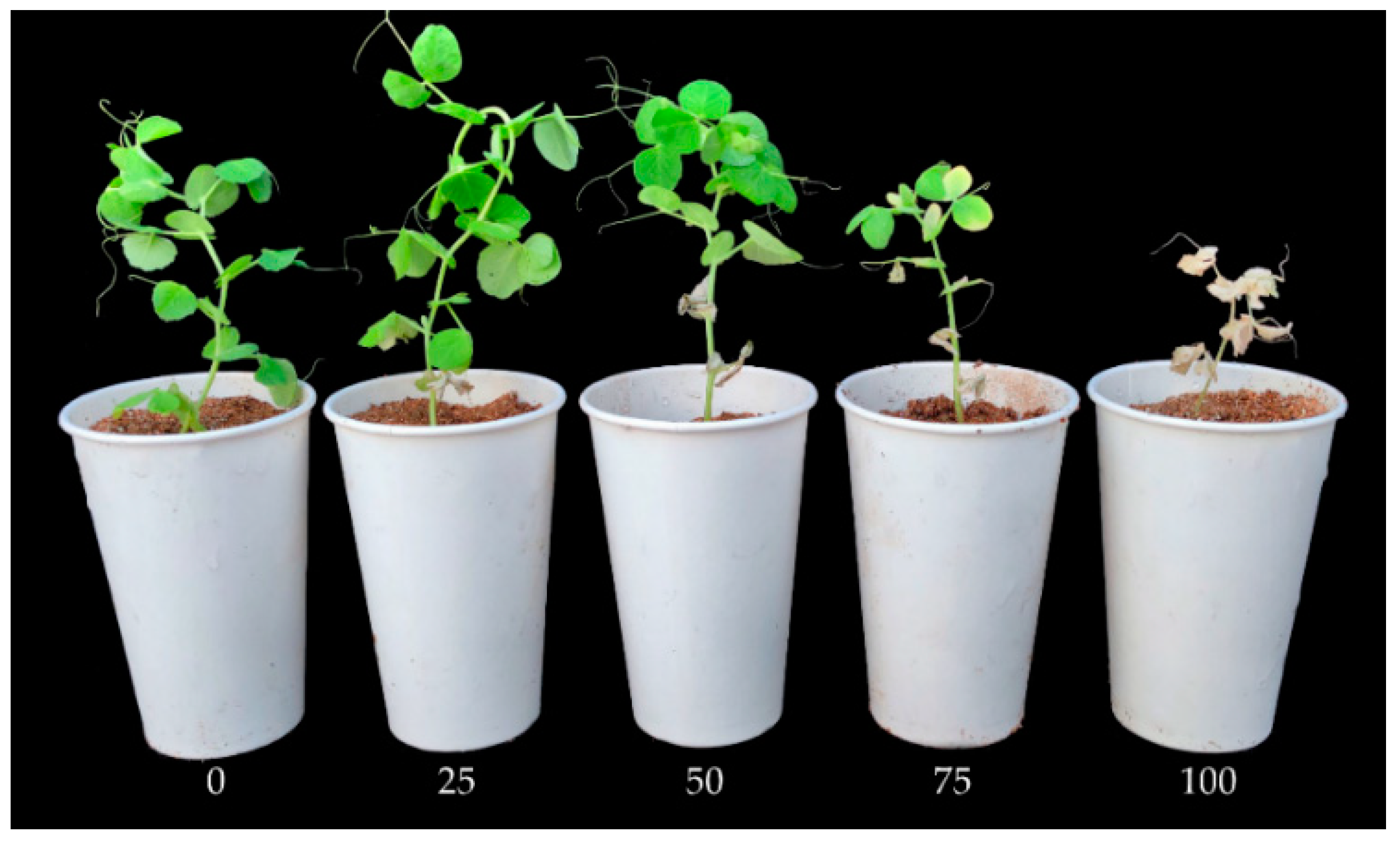 Agronomy 12 01354 g001