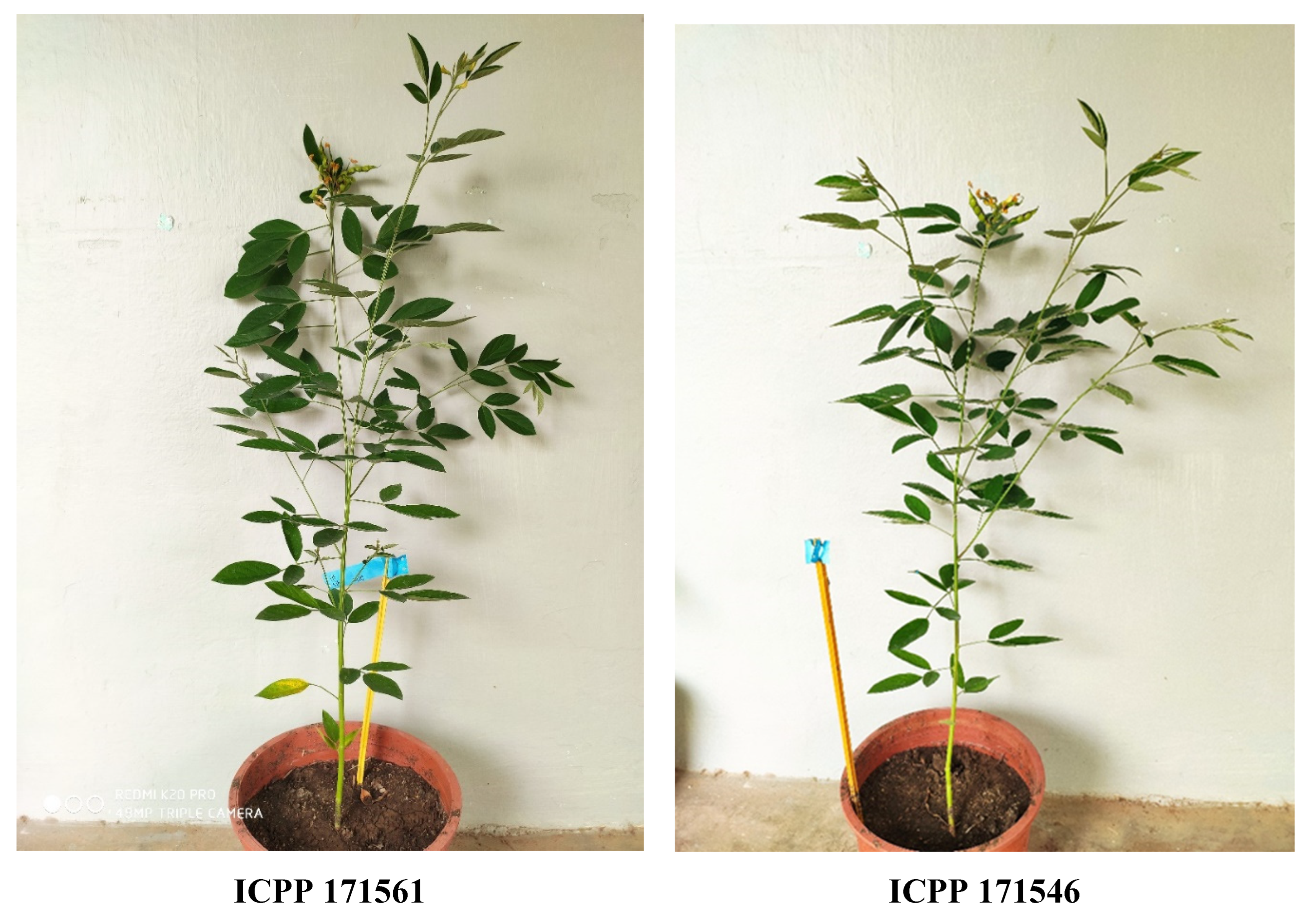 Agronomy 12 01370 g001 Agronomy 12 01370 g001
