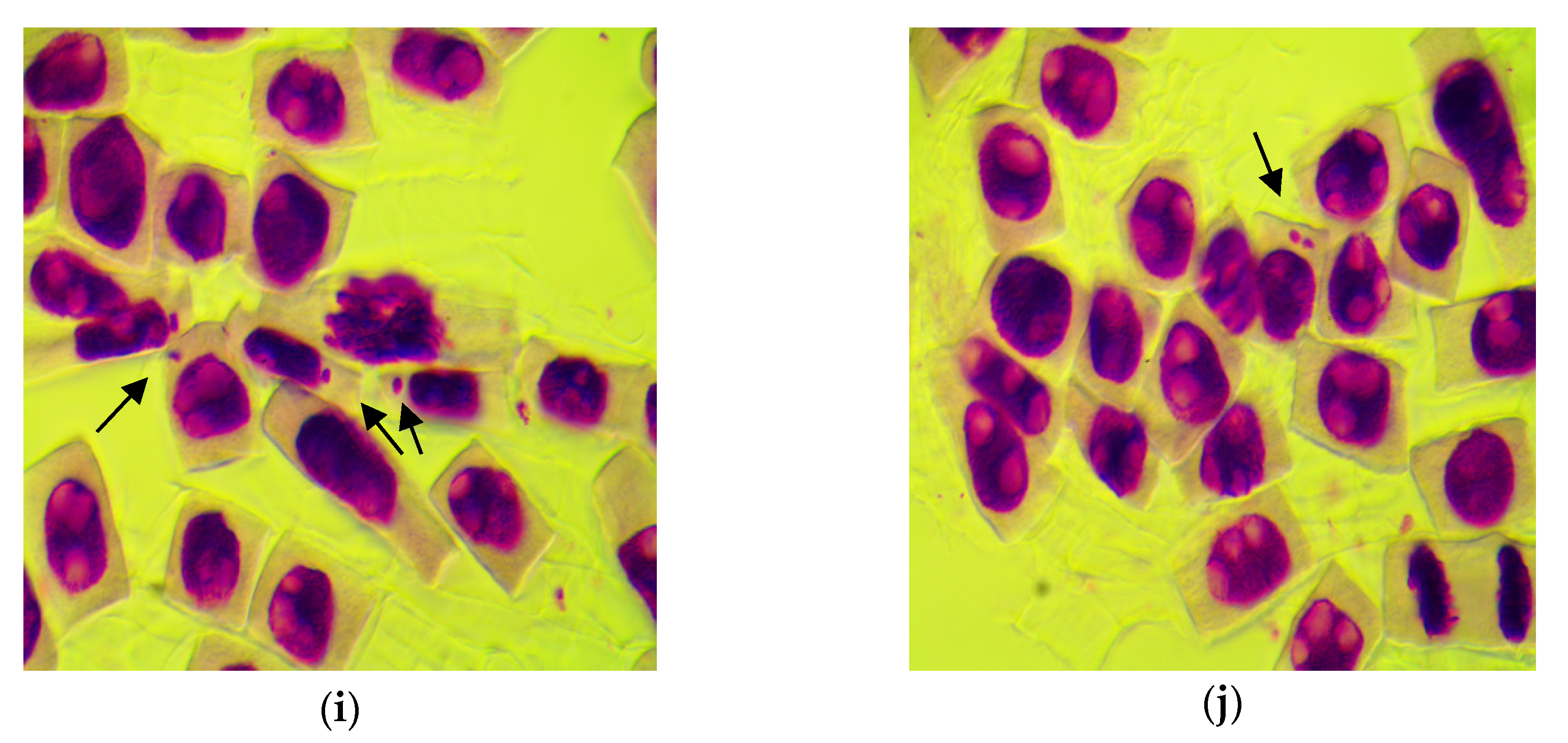 Agronomy 12 01371 g007b