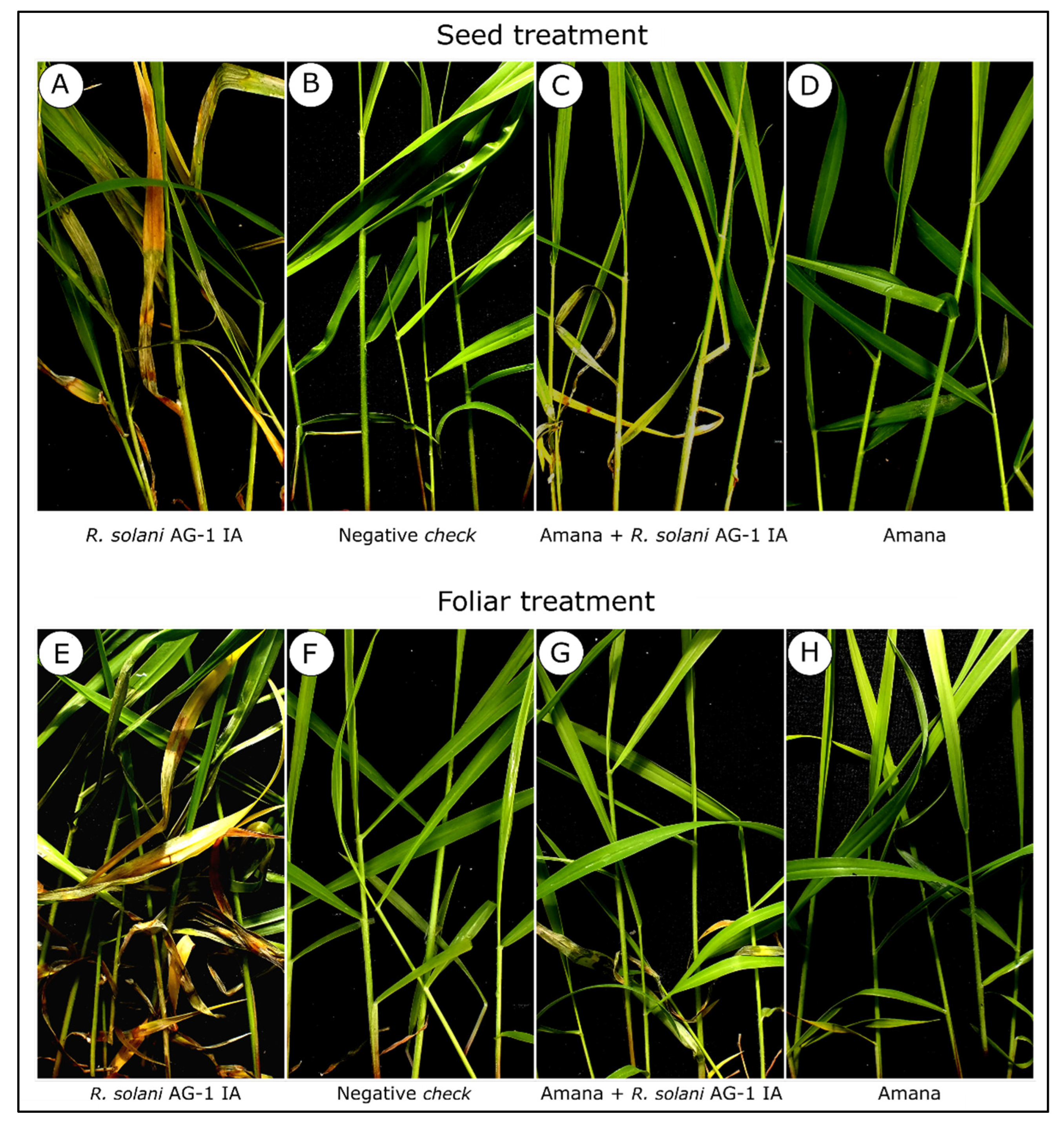 Agronomy 12 01395 g003 Agronomy 12 01395 g003