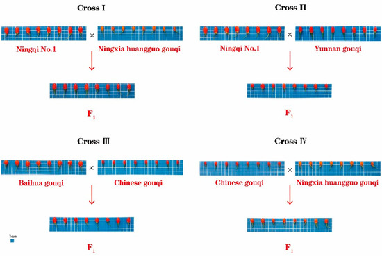Genetic Analysis of Fruit Traits in Wolfberry (Lycium L.) by