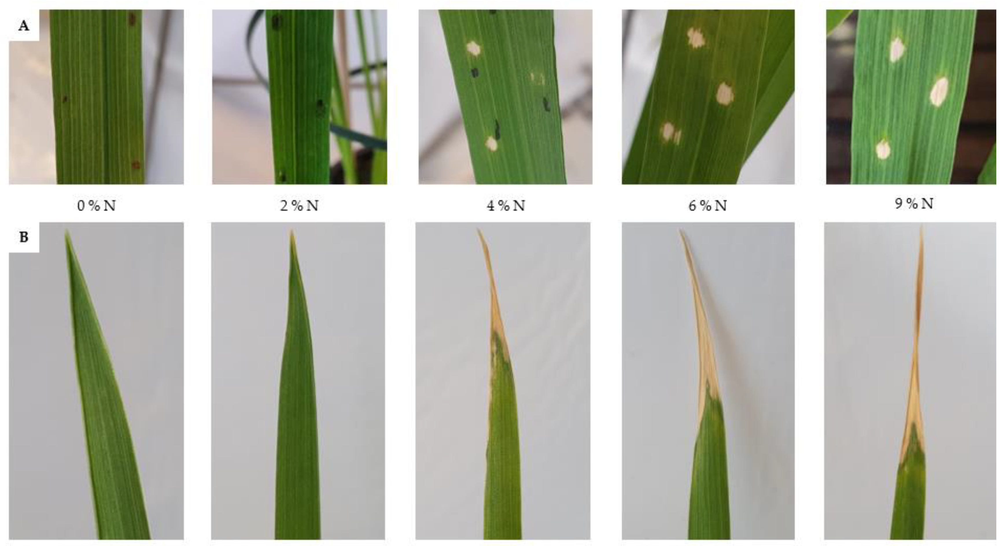 Agronomy 12 01405 g003