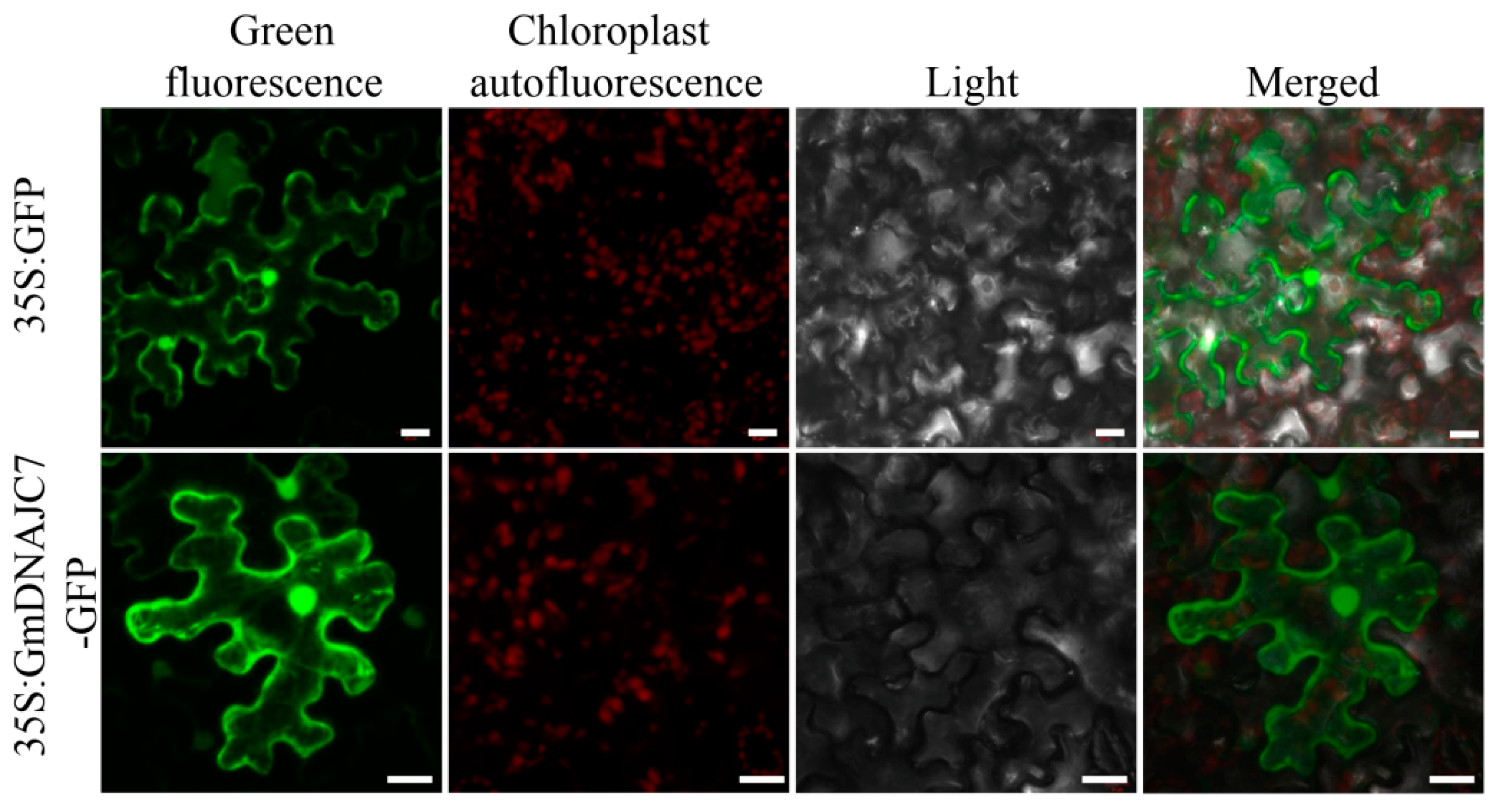 Agronomy 12 01419 g004