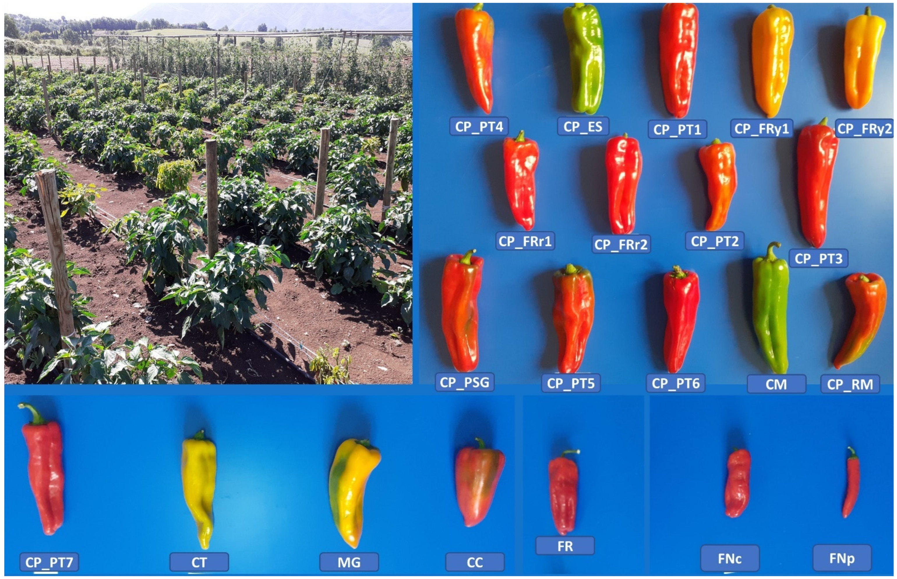 Agronomy 12 01433 g001