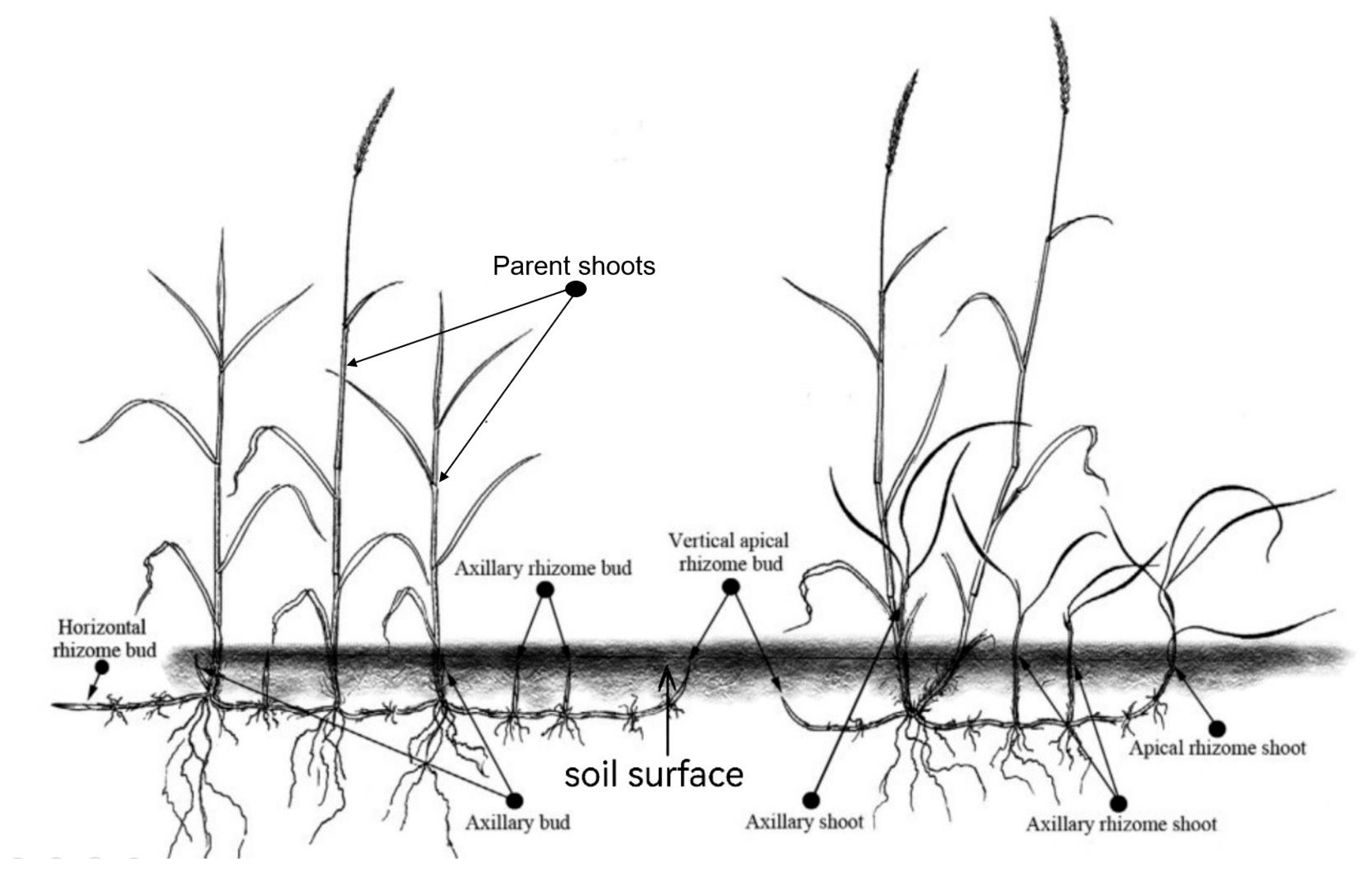 Agronomy 12 01436 g001 Agronomy 12 01436 g001