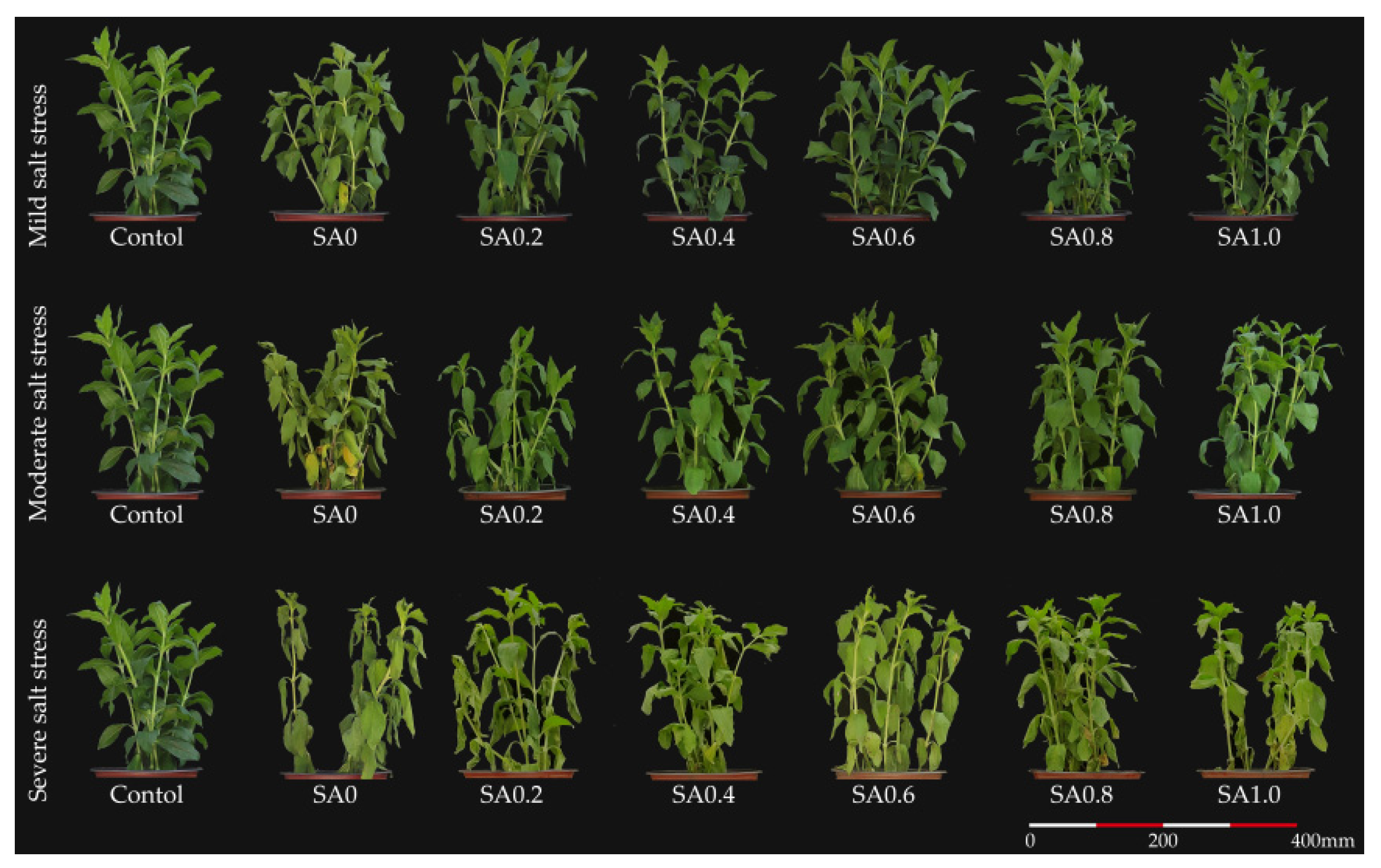 Agronomy 12 01443 g001
