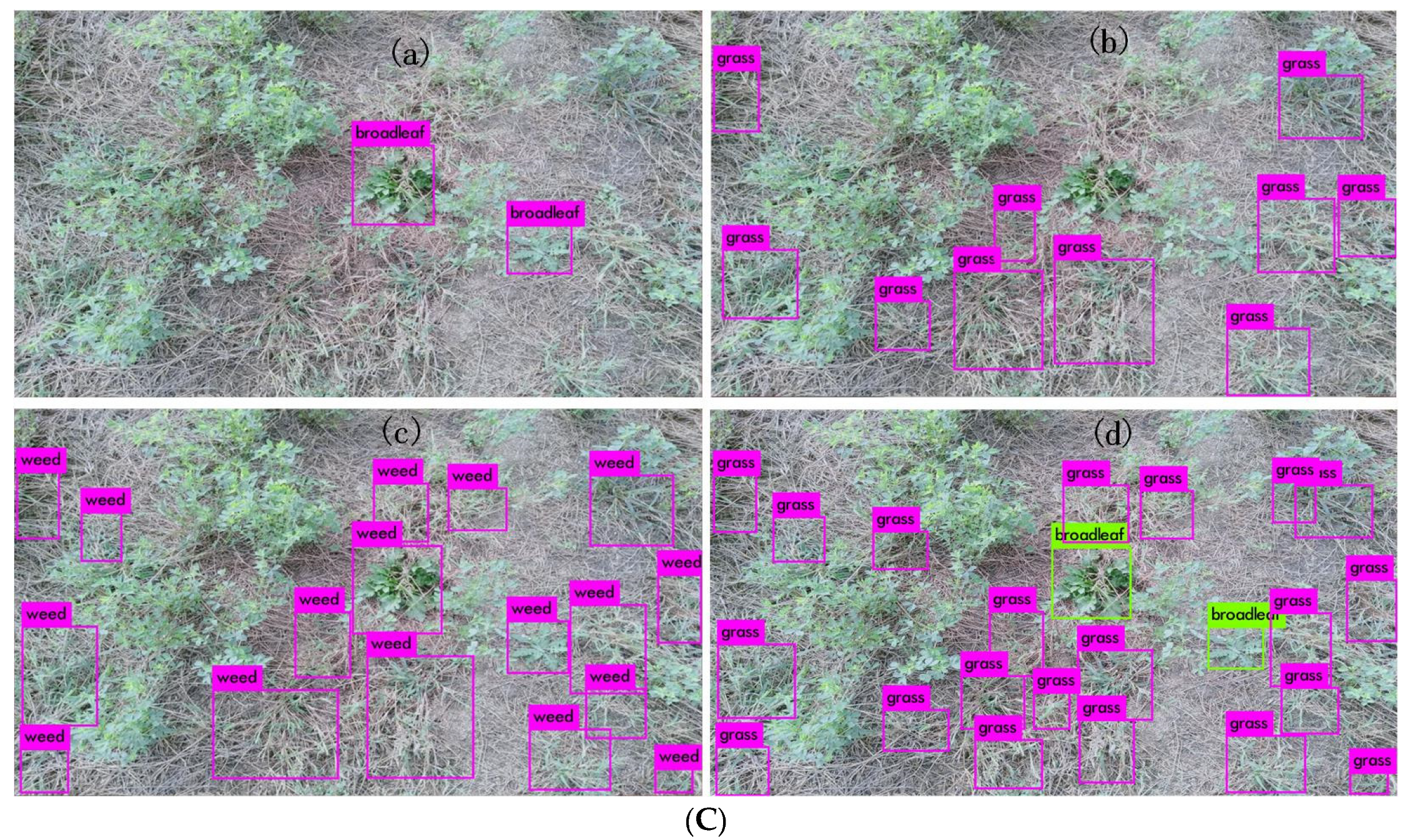 Agronomy 12 01459 g001b