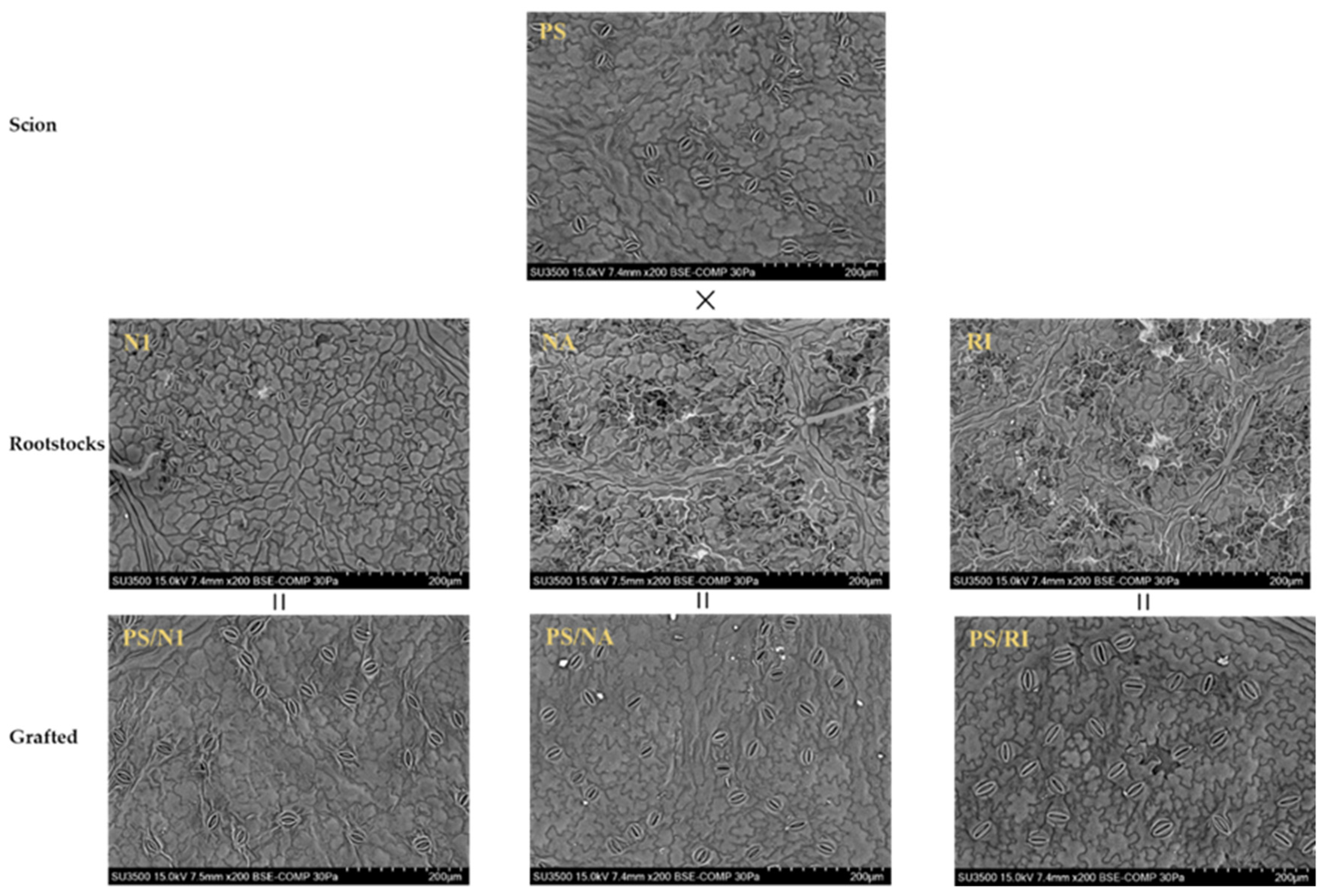 Agronomy 12 01468 g002