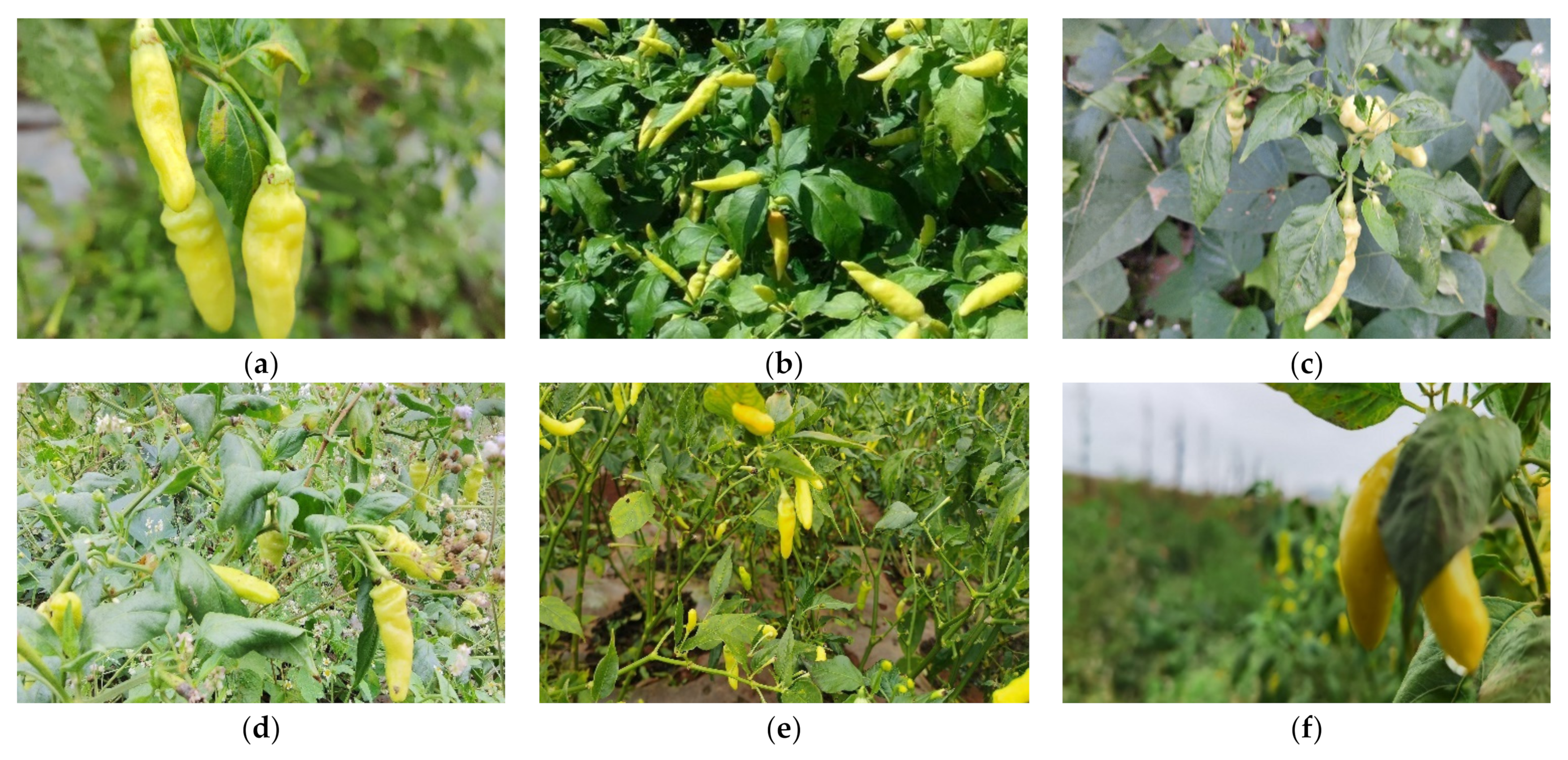 Agronomy 12 01477 g002