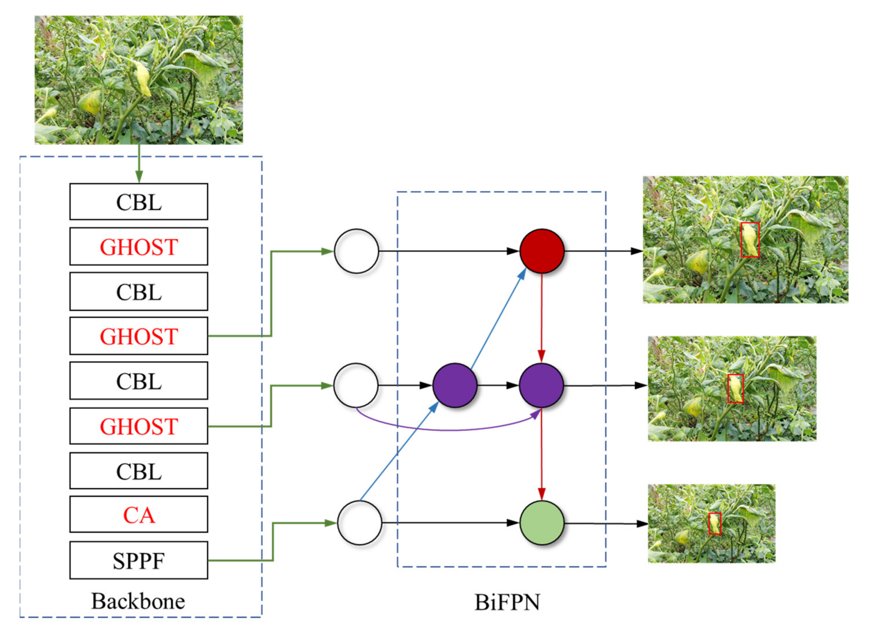 Agronomy 12 01477 g008